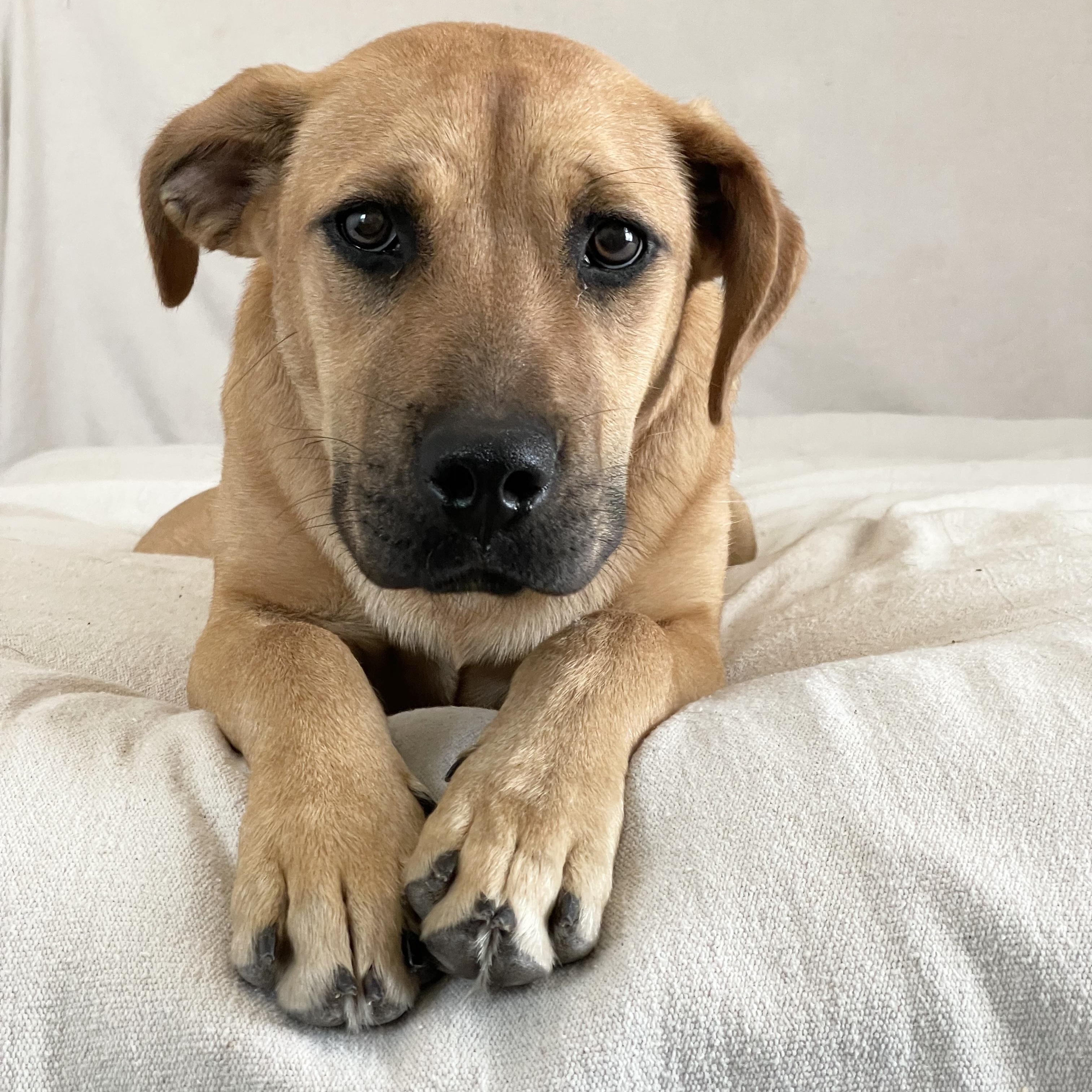 Enlarge Cuddly Kasey, a ADOPTABLE mixed breed in West Hartford , CT image 3/4