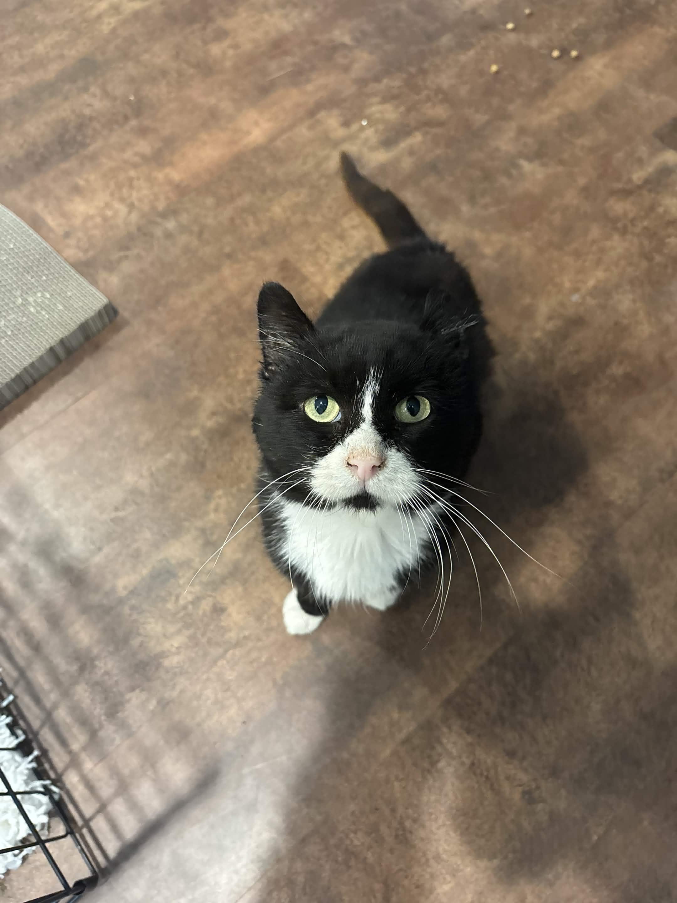 Enlarge Freddie, a Adoptable Domestic Short Hair in Cleveland Heights, OH image 3/6