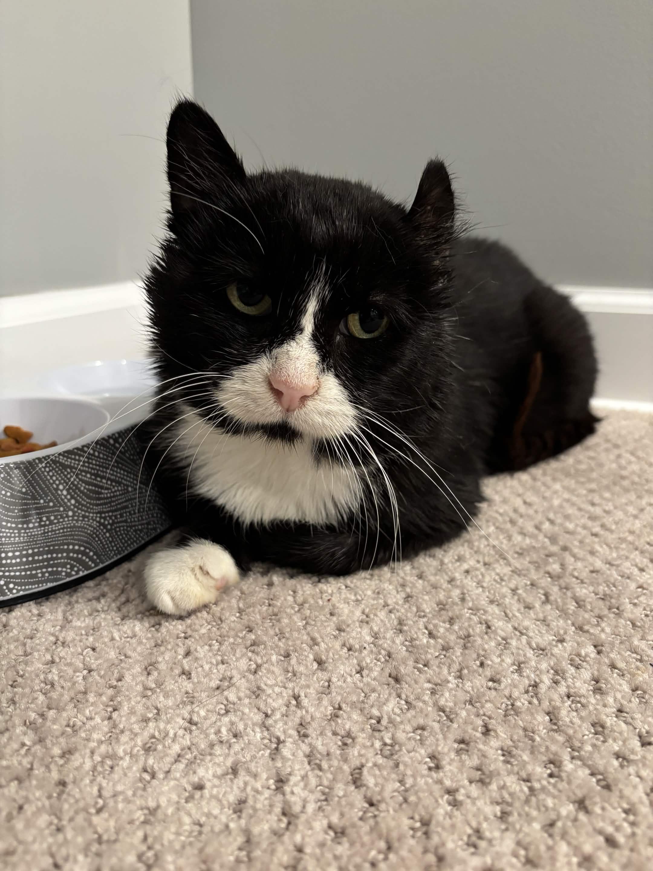 Freddie, Adoptable, Adult Male Domestic Short Hair.