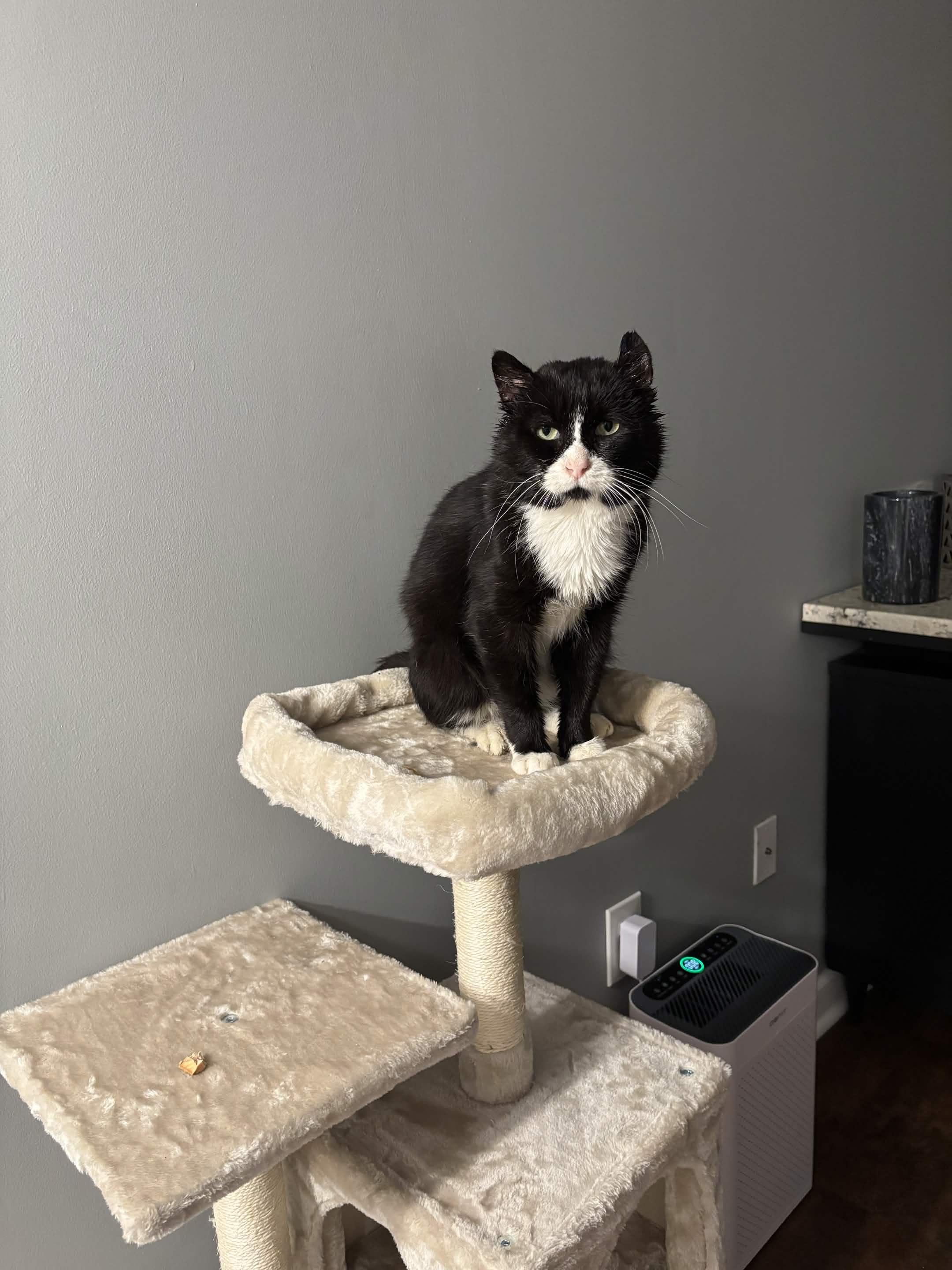 Enlarge Freddie, a Adoptable Domestic Short Hair in Cleveland Heights, OH image 6/6