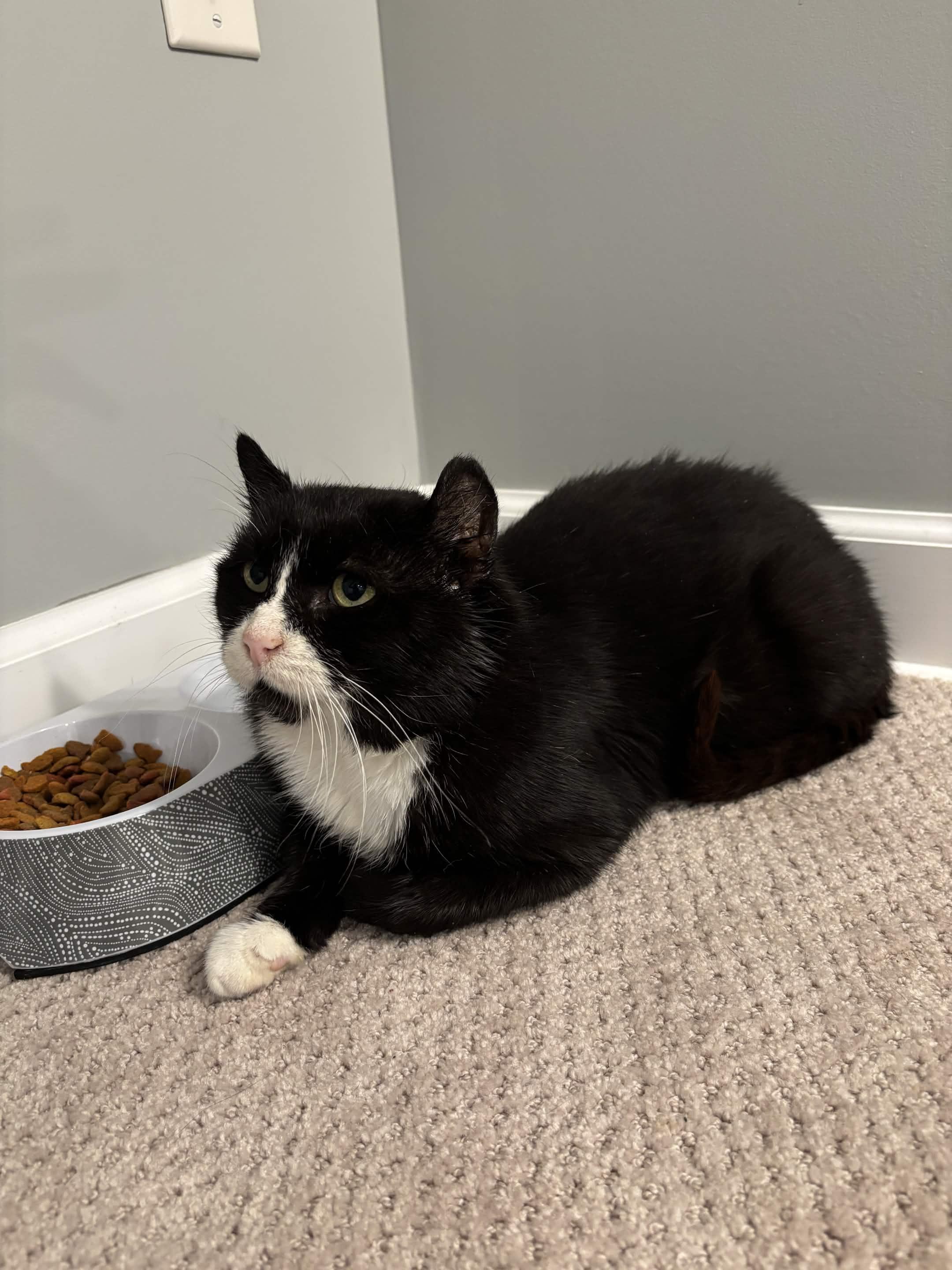 Enlarge Freddie, a Adoptable Domestic Short Hair in Cleveland Heights, OH image 5/6