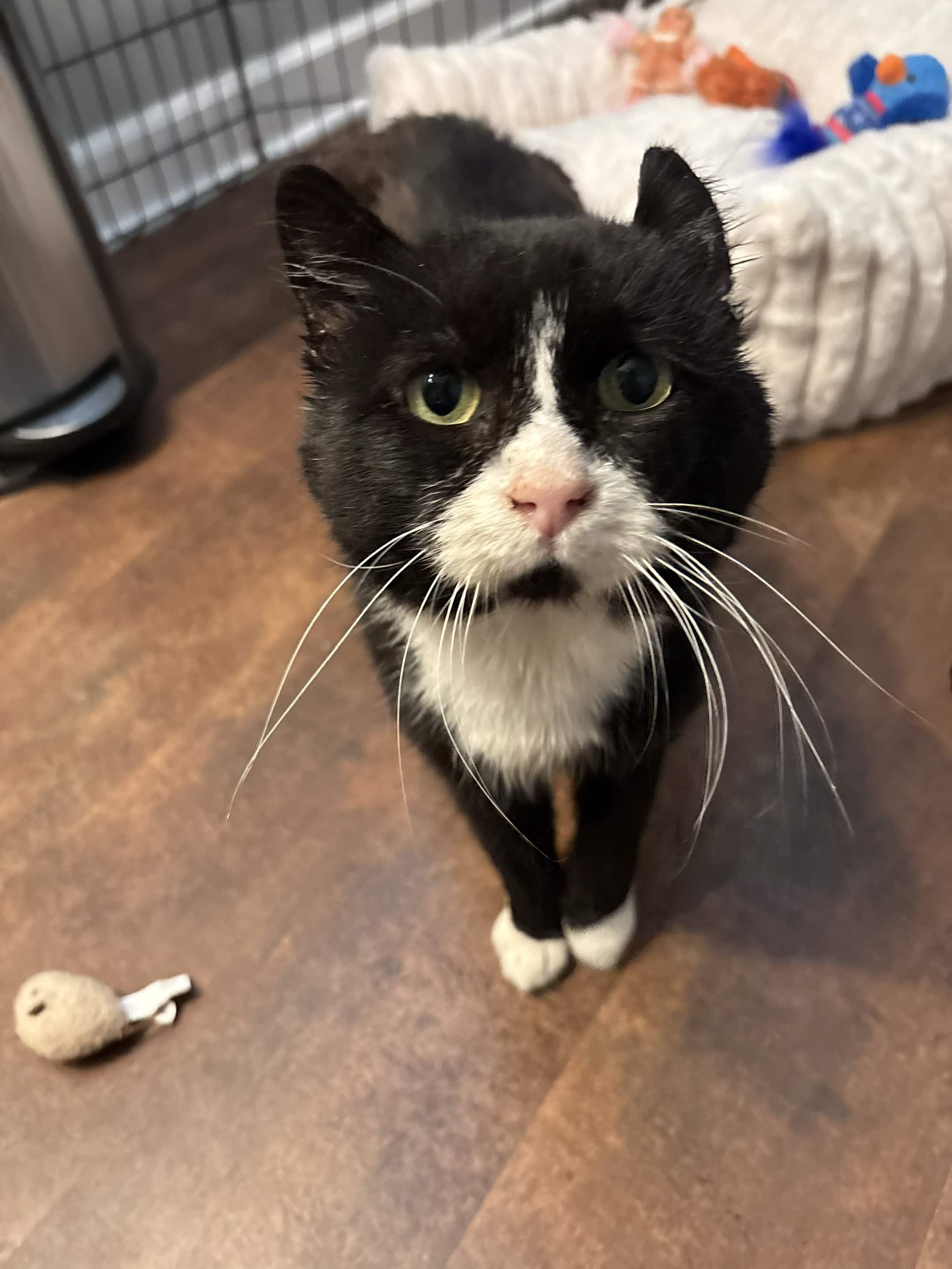Enlarge Freddie, a Adoptable Domestic Short Hair in Cleveland Heights, OH image 2/6