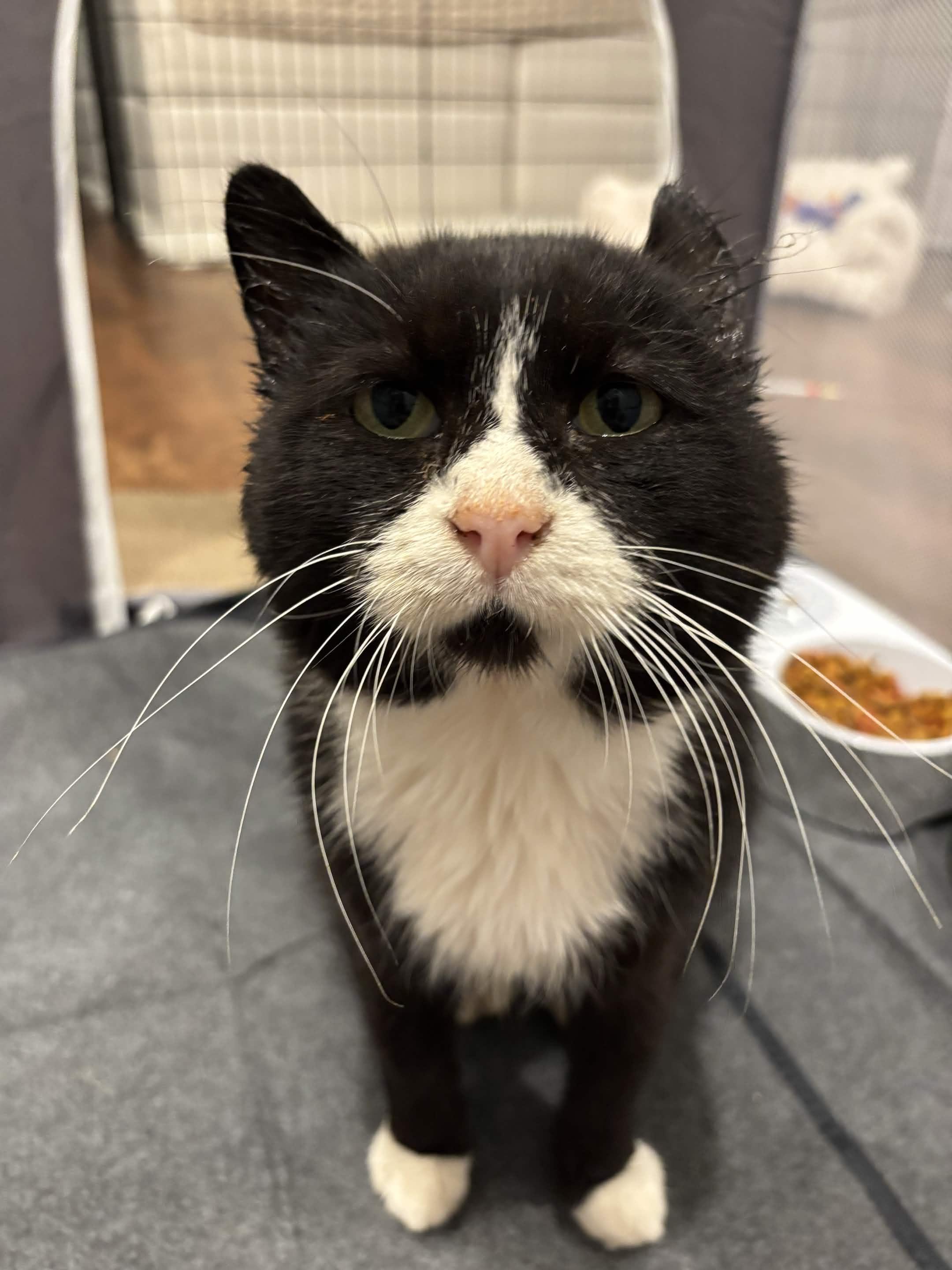 Enlarge Freddie, a Adoptable Domestic Short Hair in Cleveland Heights, OH image 4/6