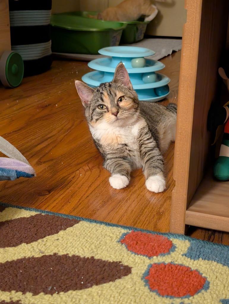 Peppermint, Adoptable, Kitten Female Domestic Short Hair.