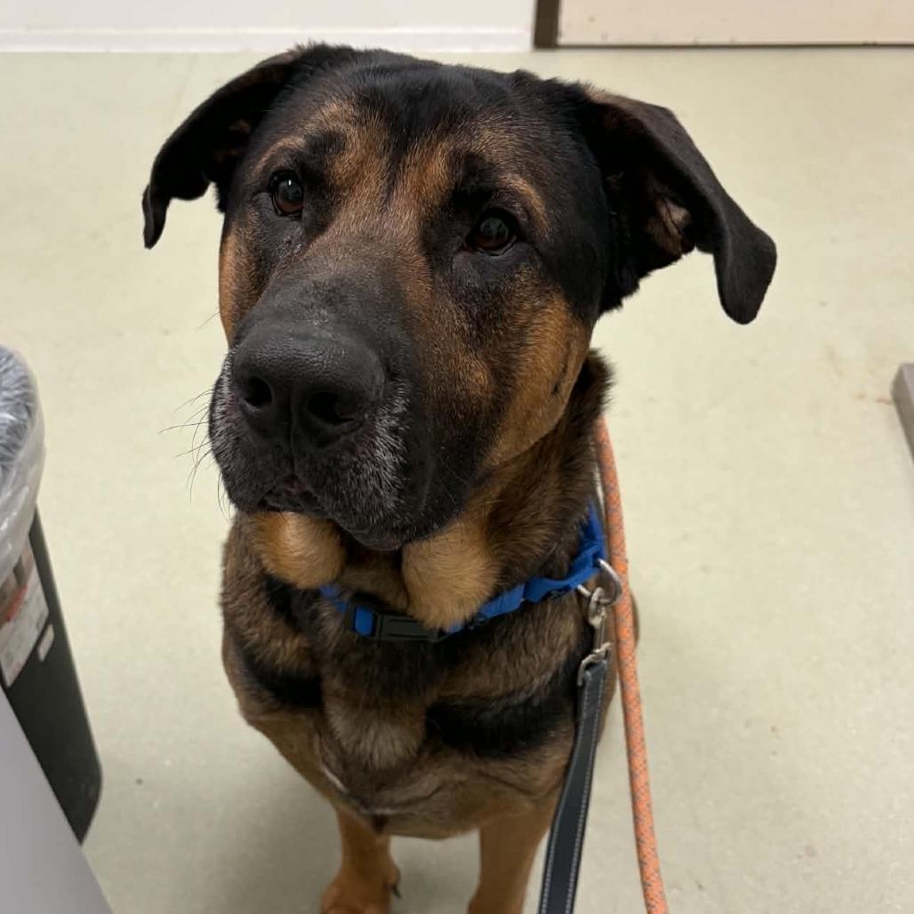 Enlarge Bane, a Adoptable Mixed Breed in Ballston Spa, NY image 1/1