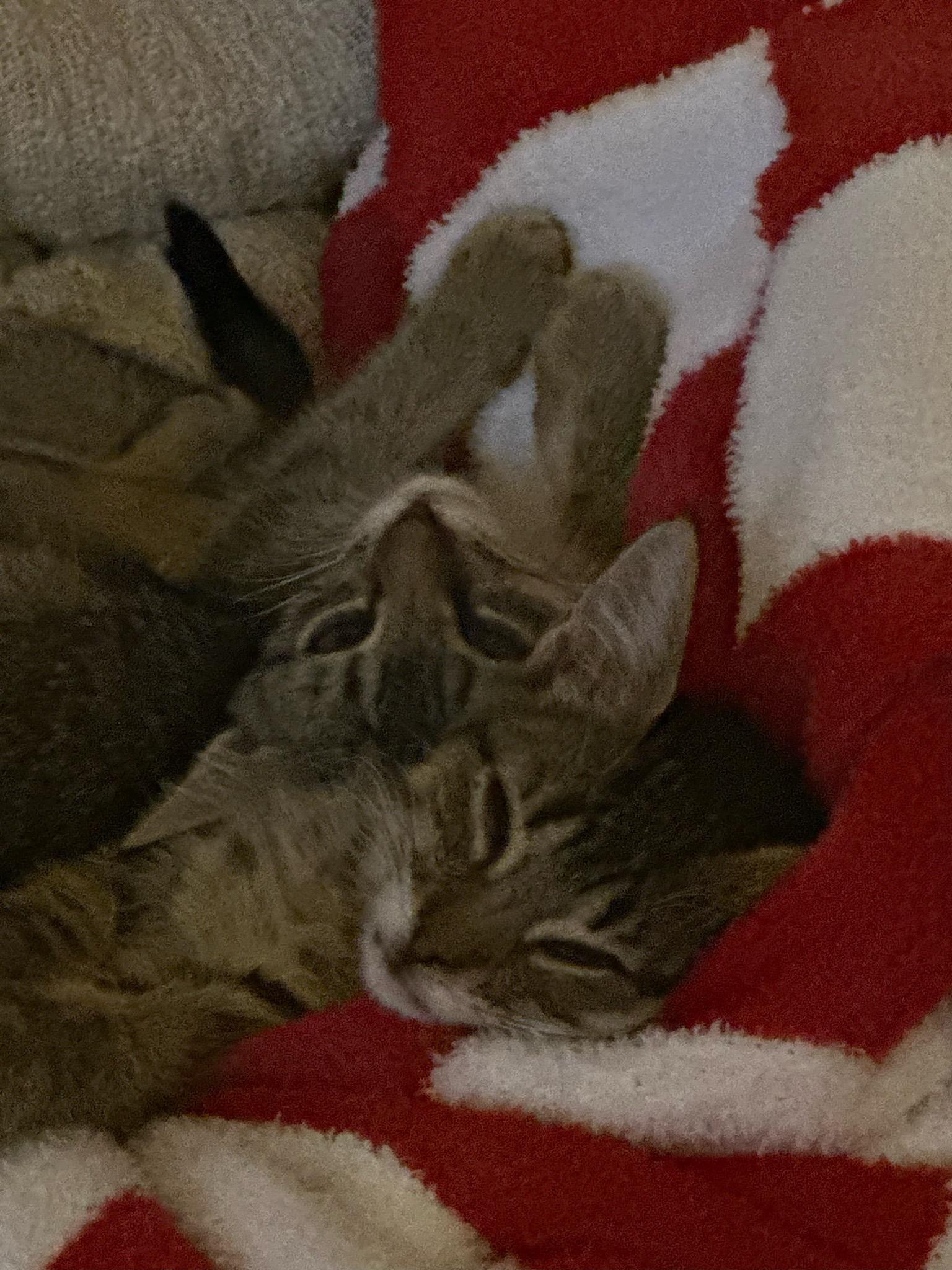 Presley & Posey photo 2