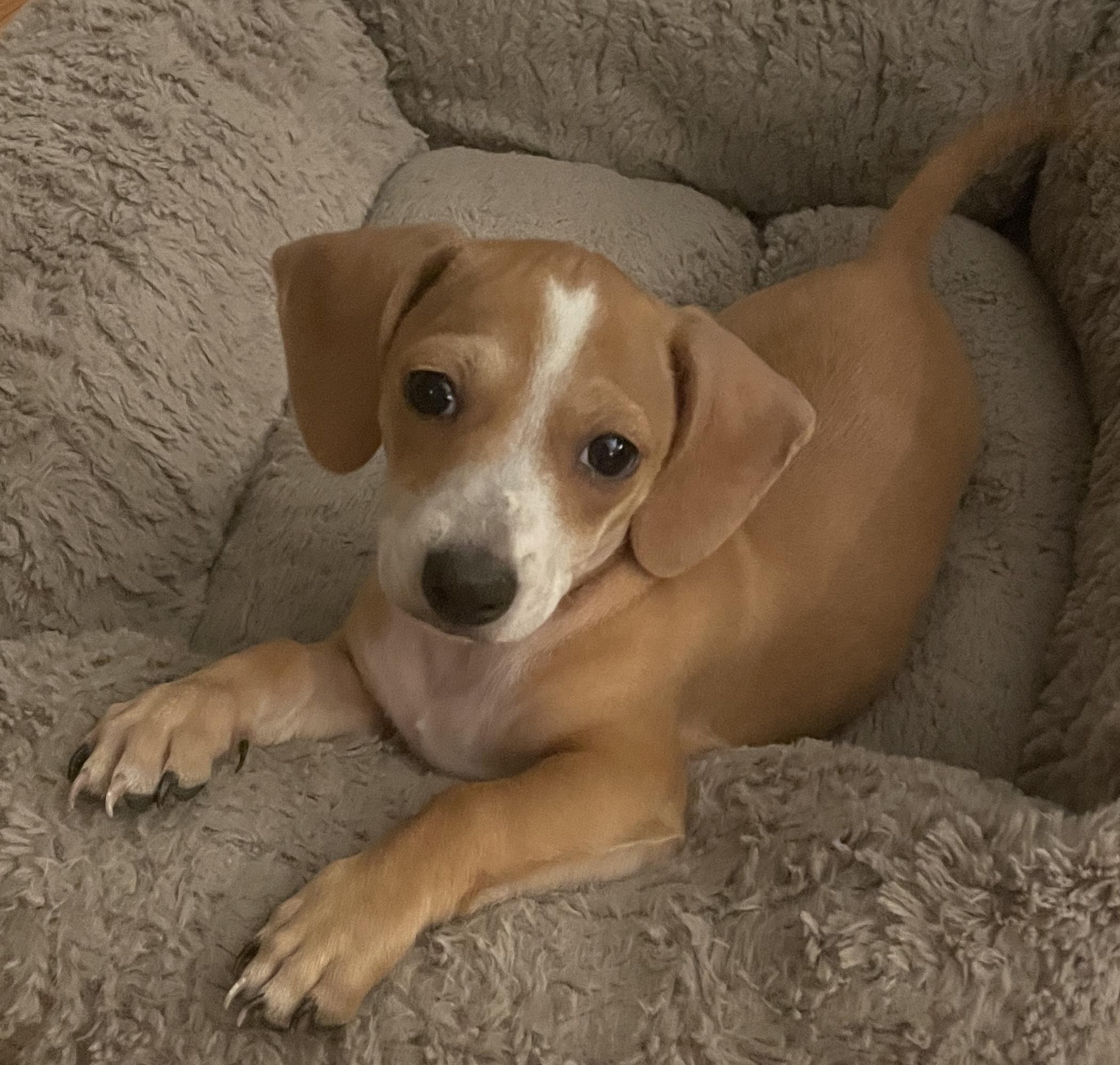 Enlarge Mocha, a ADOPTABLE mixed breed in Overland Park, KS image 2/2