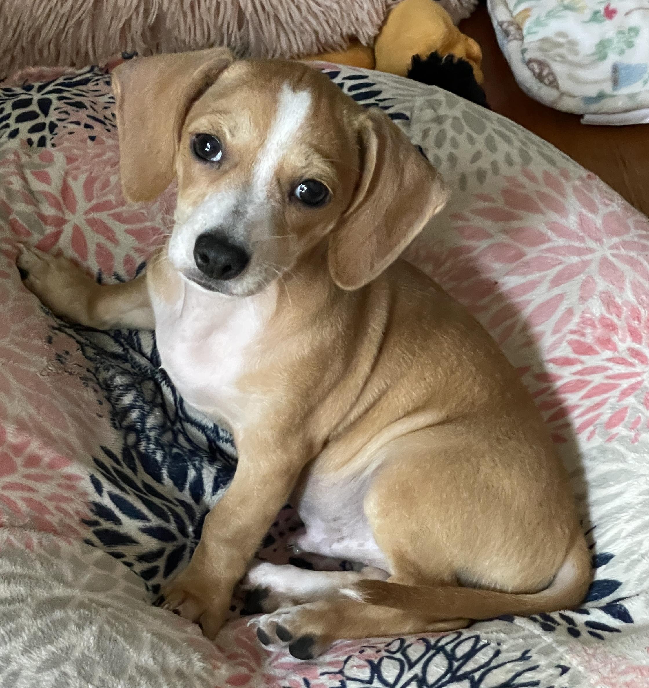 Enlarge Mocha, a ADOPTABLE mixed breed in Overland Park, KS image 1/2