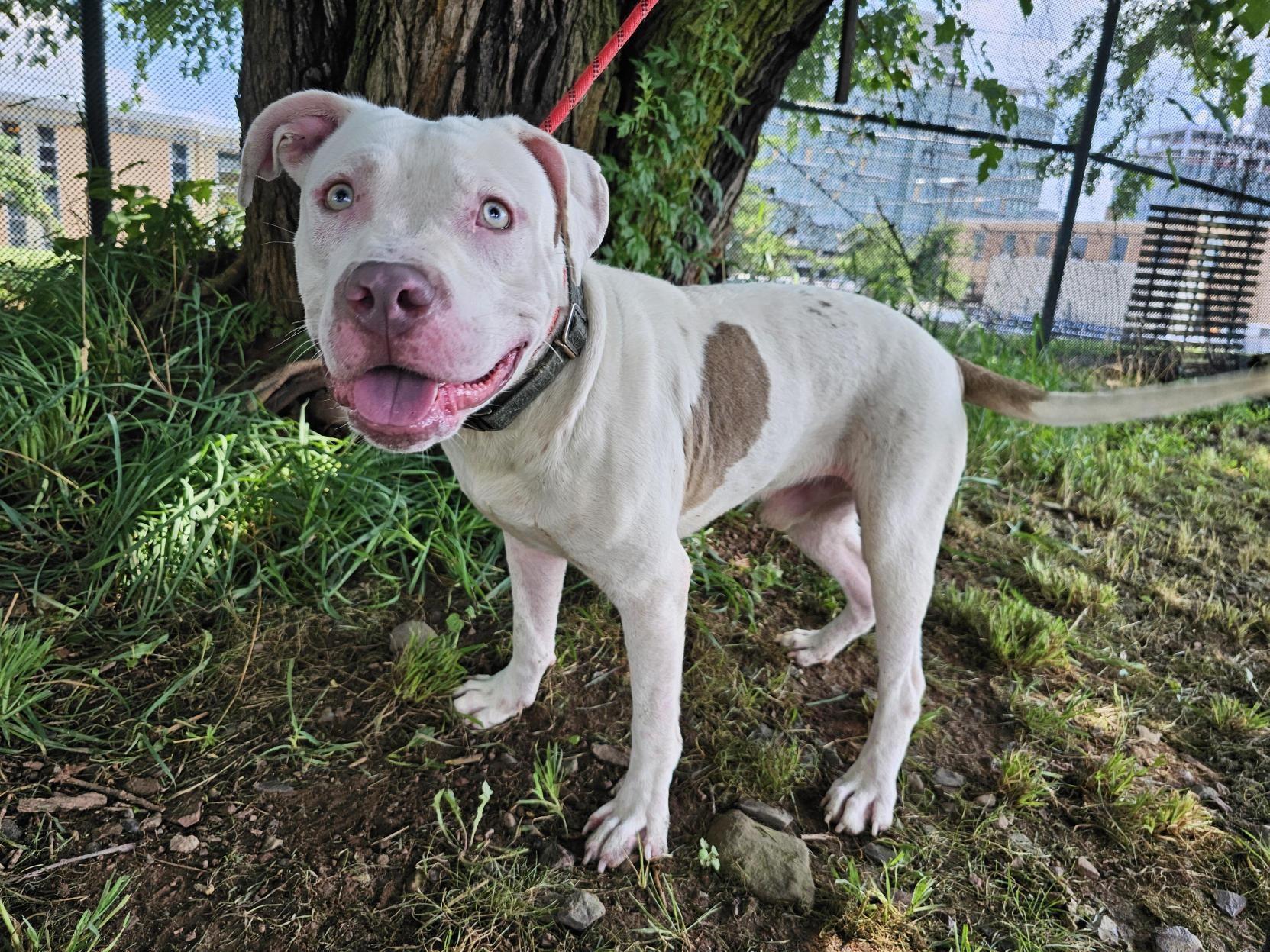 Houdini, Adoptable, Young Male Pit Bull Terrier.