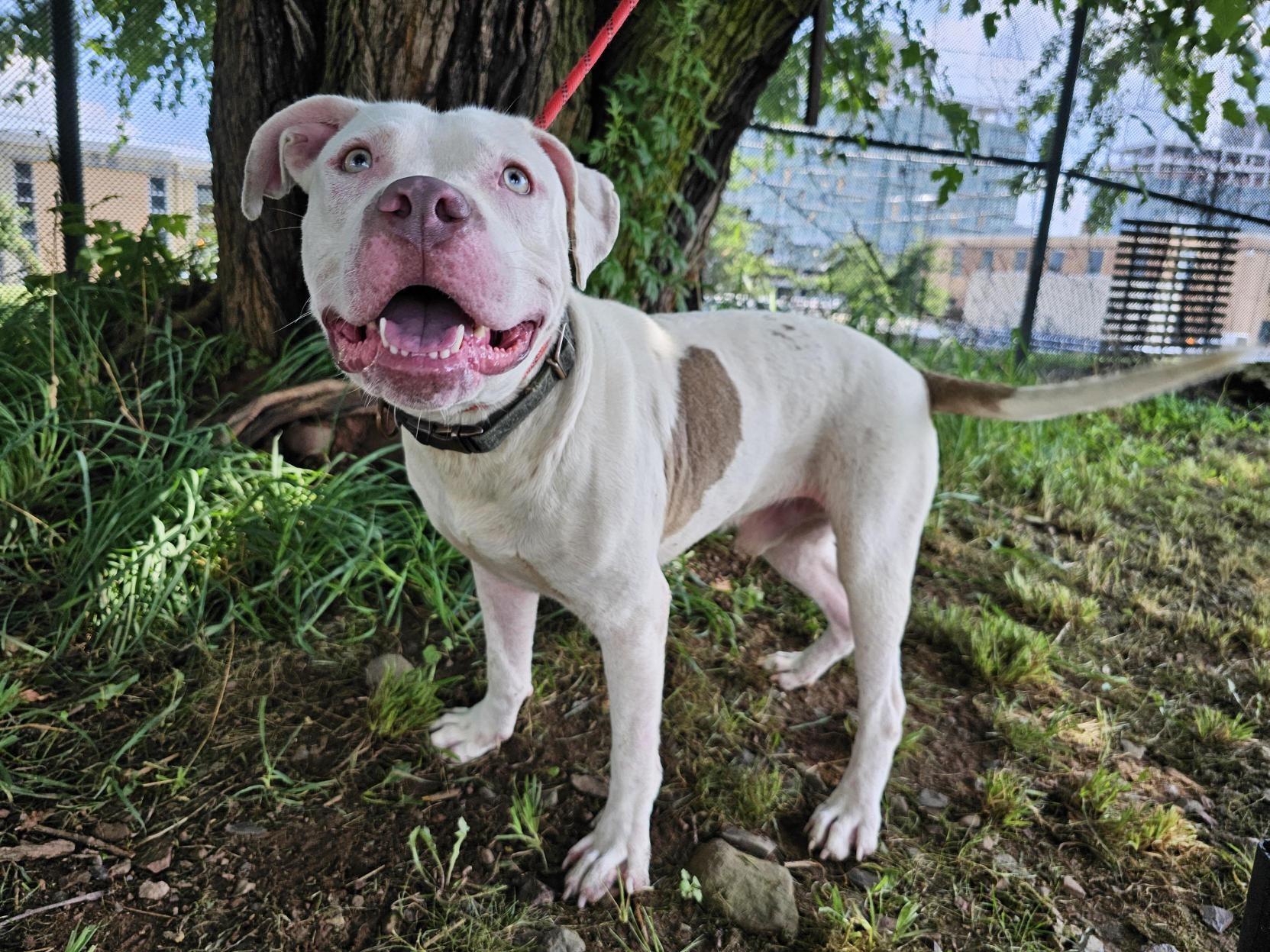 Enlarge Houdini, a Adoptable Pit Bull Terrier in Jersey city, NJ image 2/3