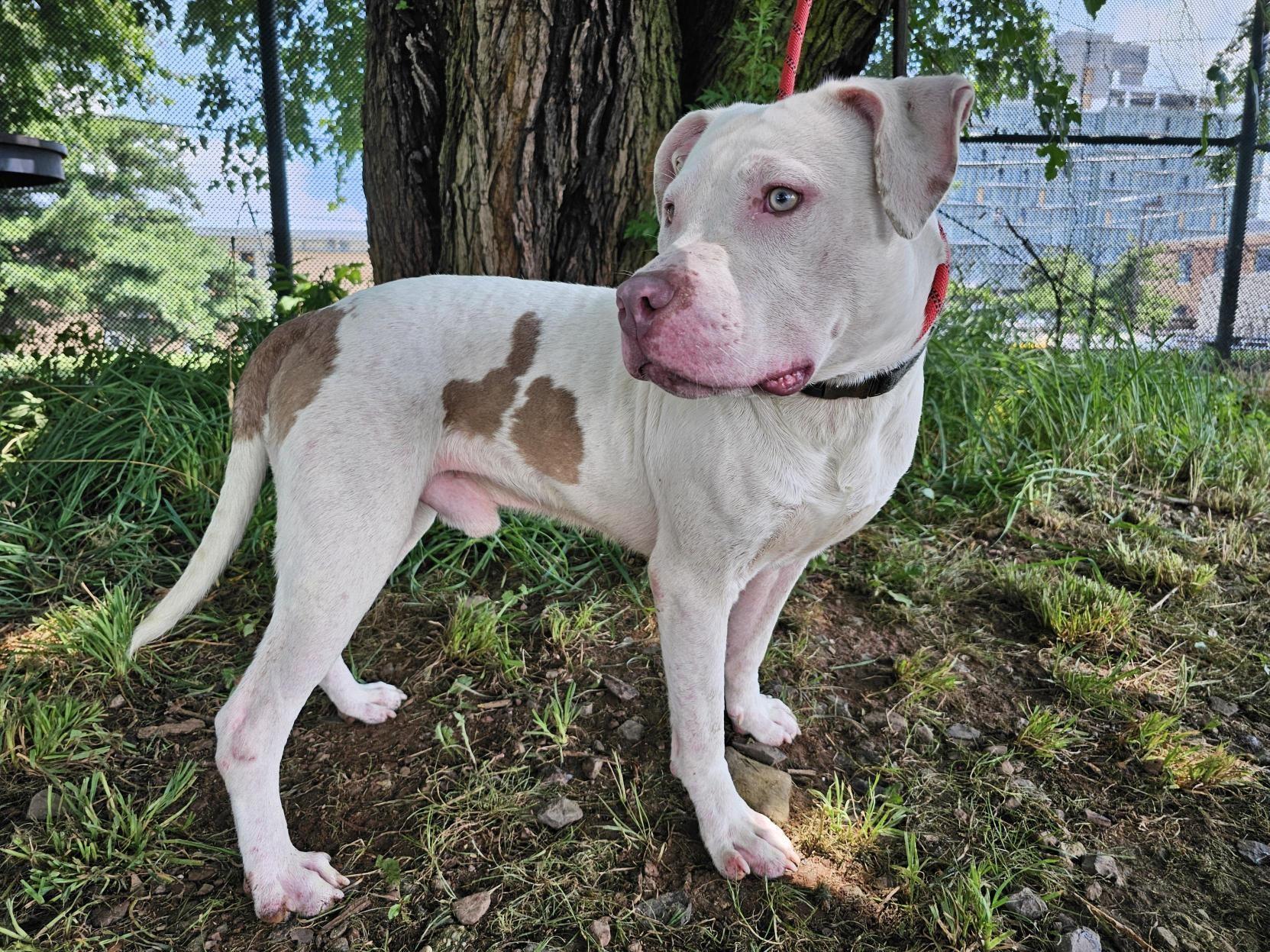 Enlarge Houdini, a Adoptable Pit Bull Terrier in Jersey city, NJ image 3/3