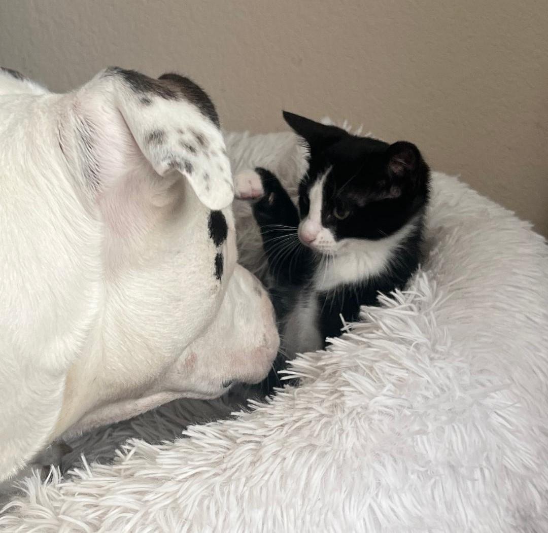 FIGARO, a Adoptable Domestic Short Hair in Terrell, TX image 2/5