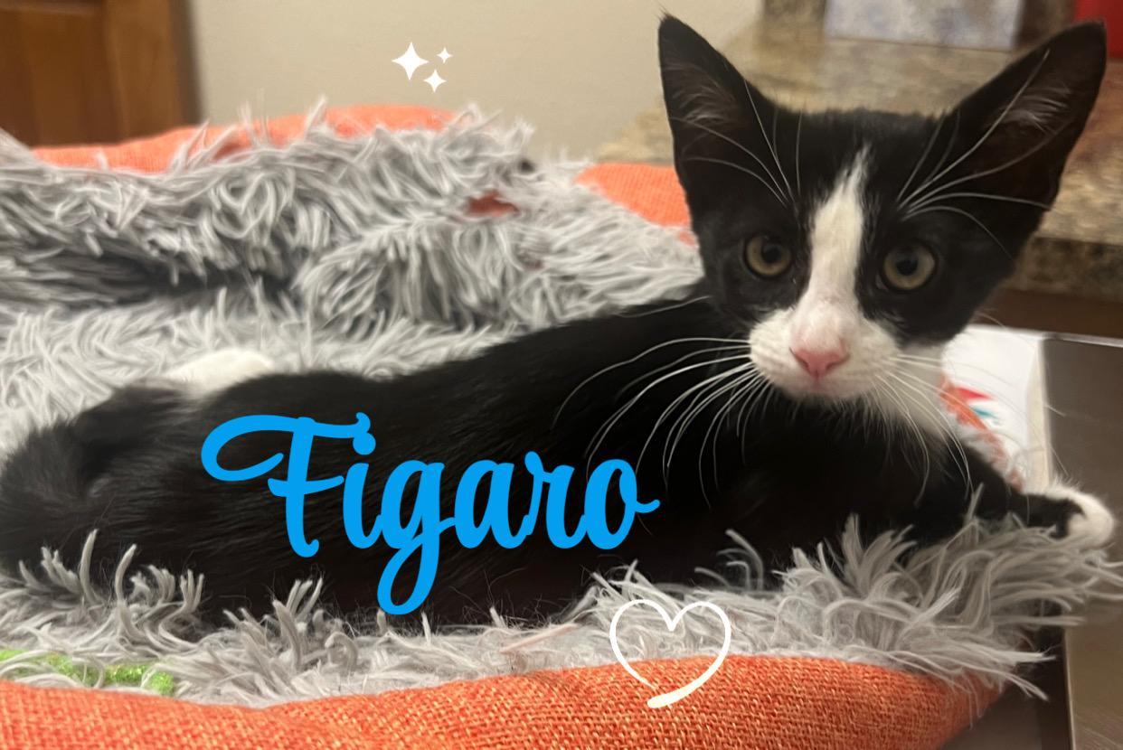 FIGARO, a Adoptable Domestic Short Hair in Terrell, TX image 1/5