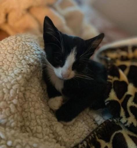 FIGARO, a Adoptable Domestic Short Hair in Terrell, TX image 4/5