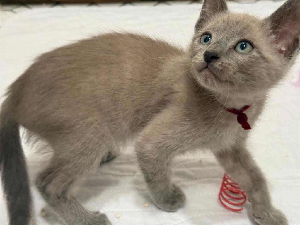 Enlarge Beech, a Adoptable mixed breed in New Braunfels, TX image 1/4