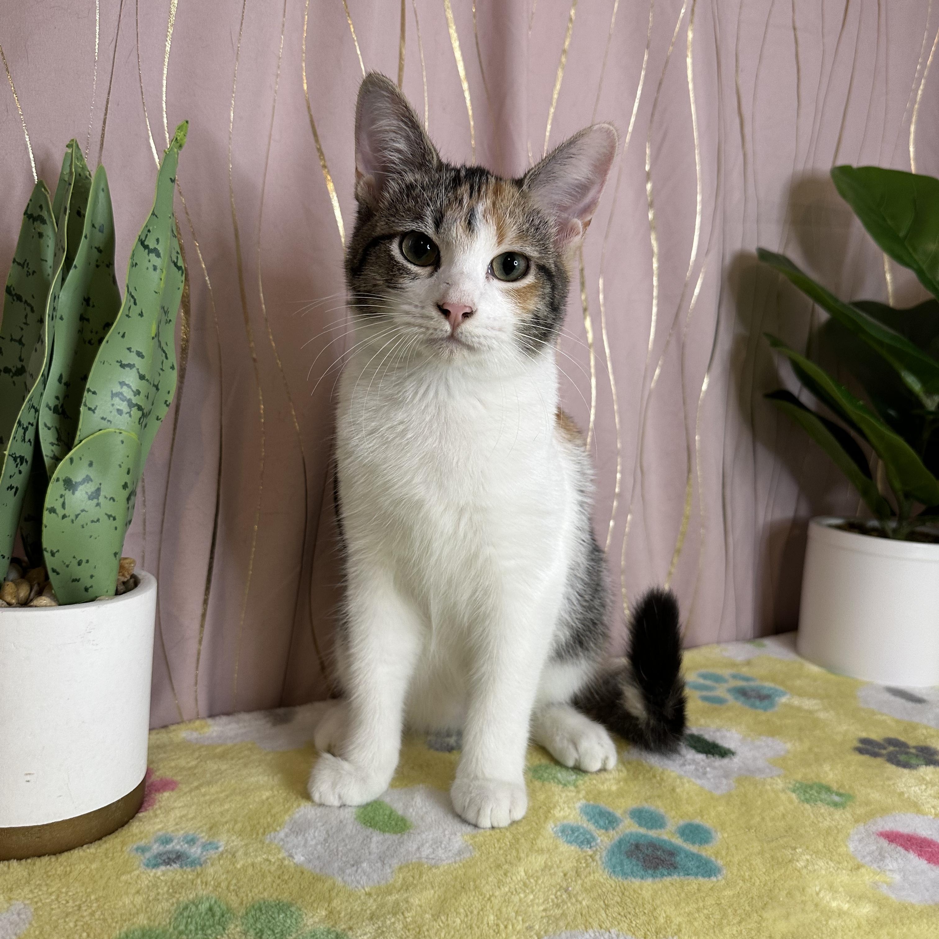 Sorrel — thumbnail 2