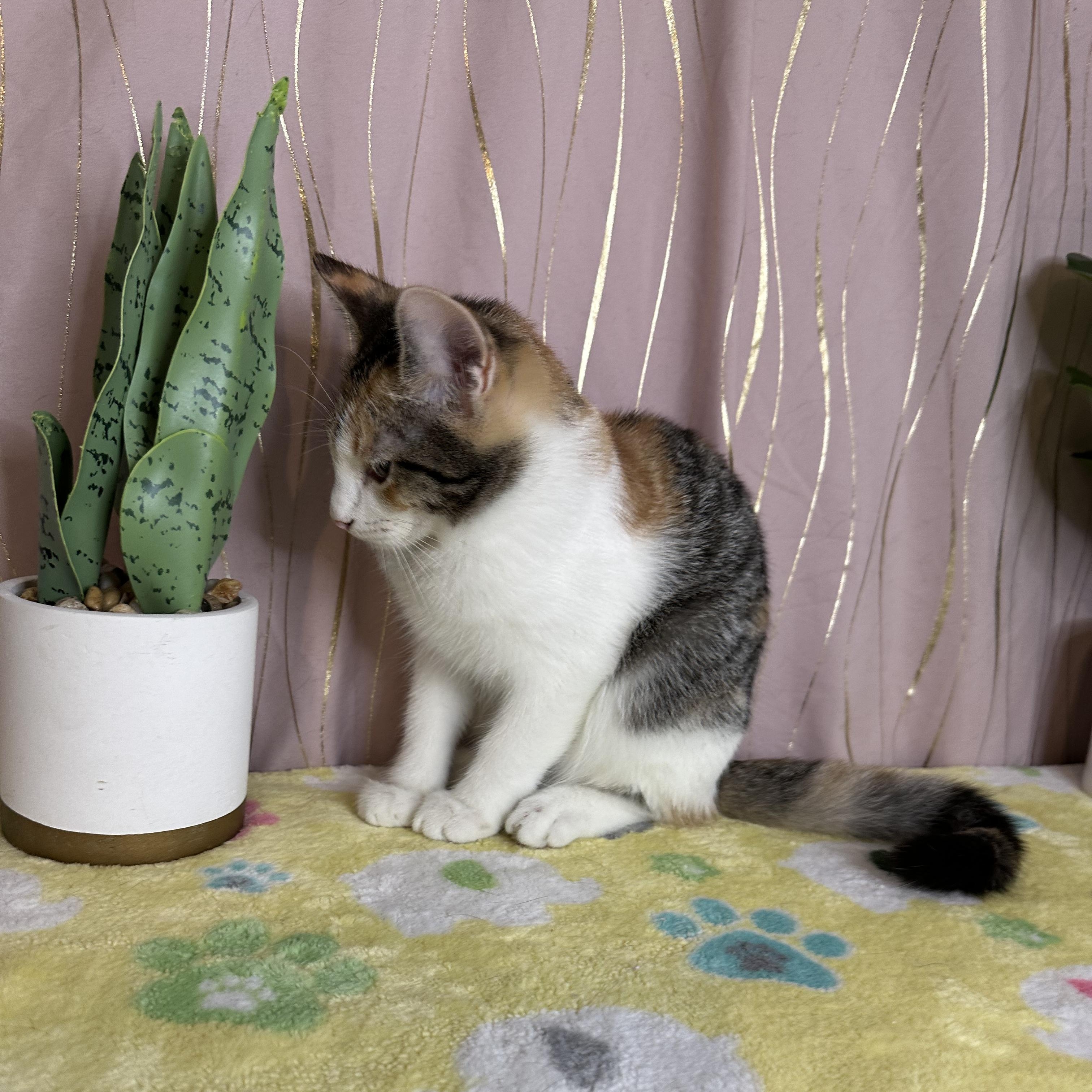 Sorrel — thumbnail 4