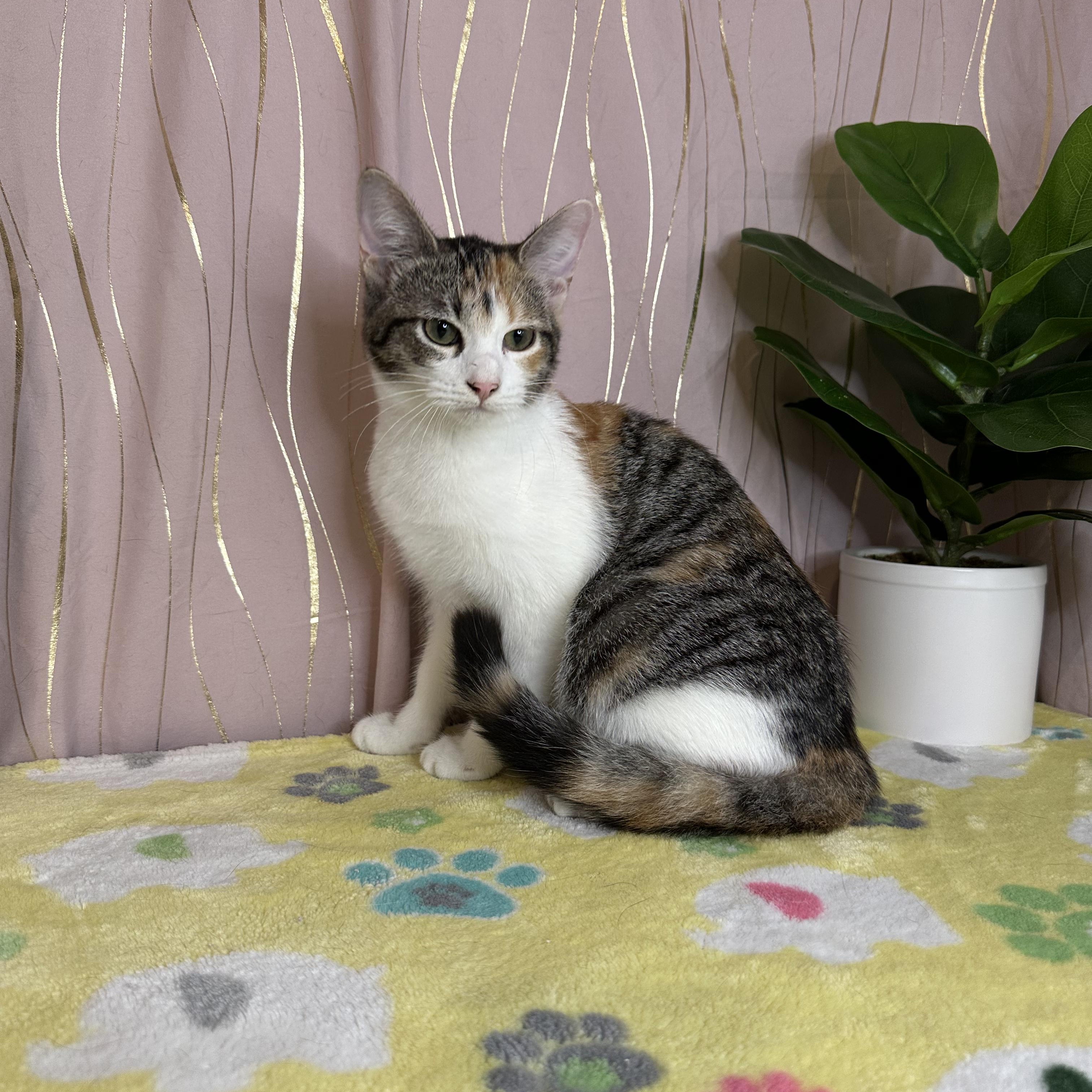 Sorrel — thumbnail 6