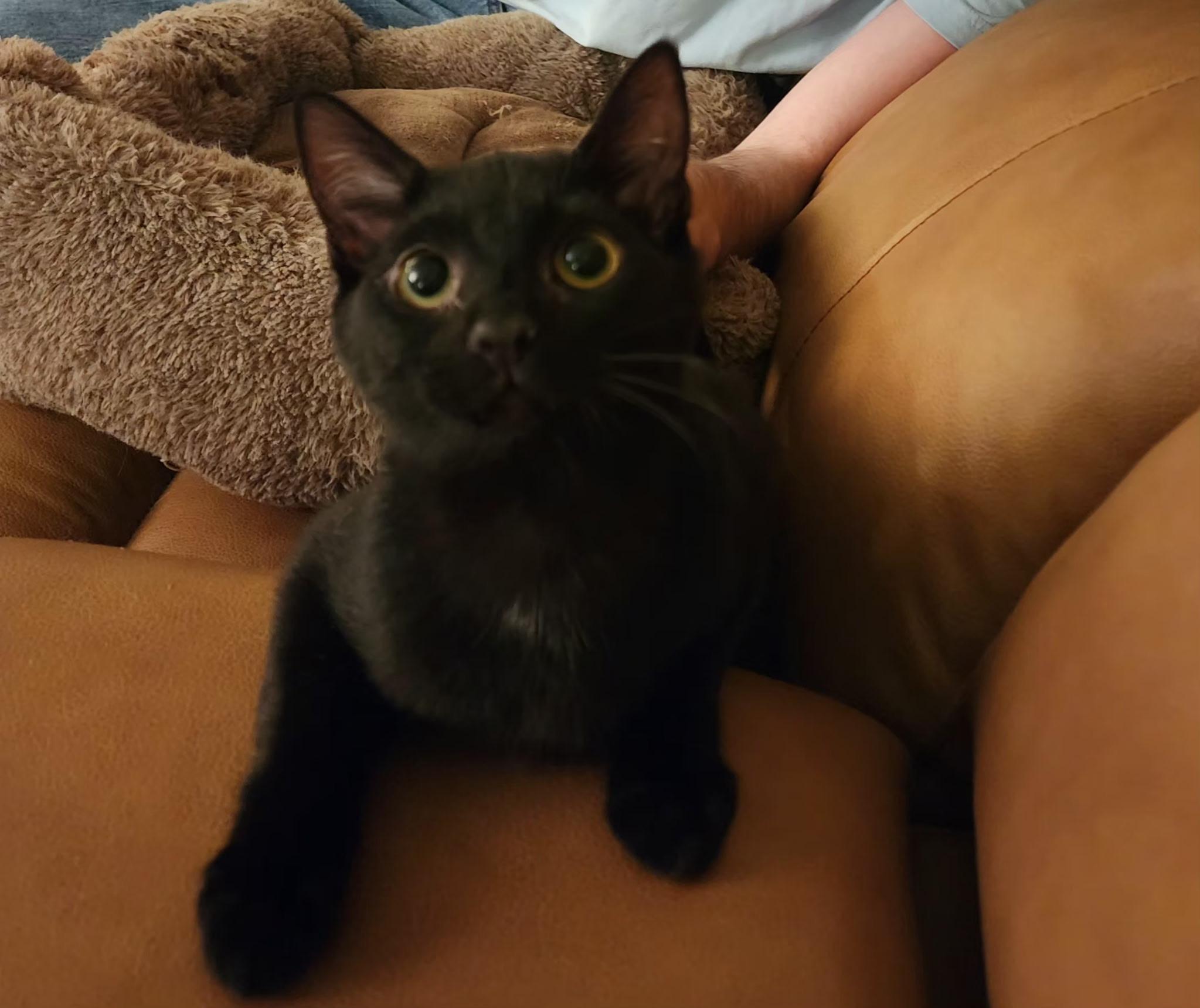 Titan, ADOPTABLE, Kitten Male Domestic Short Hair.