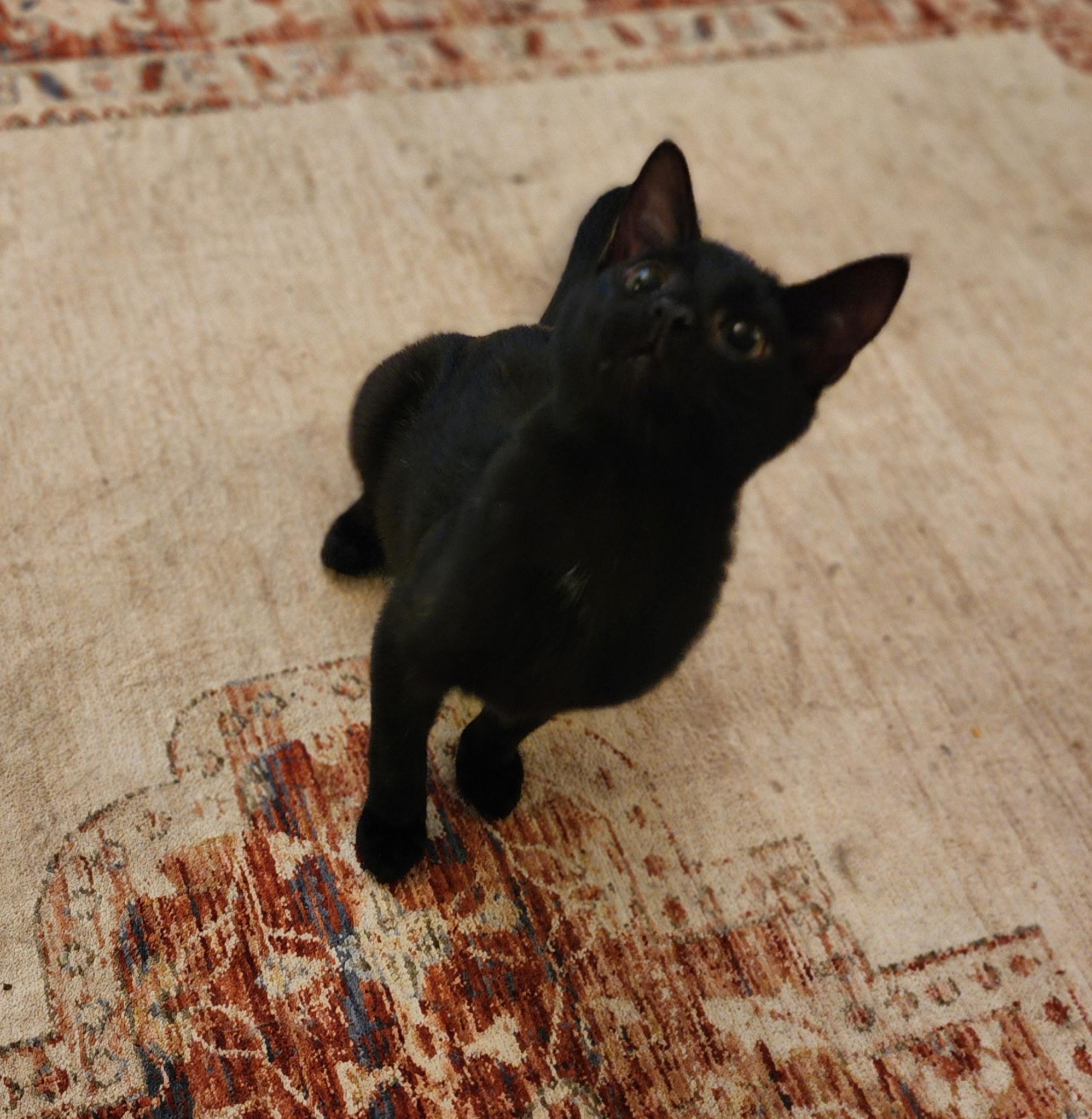 Titan, a ADOPTABLE Domestic Short Hair in Indianapolis, IN image 2/2