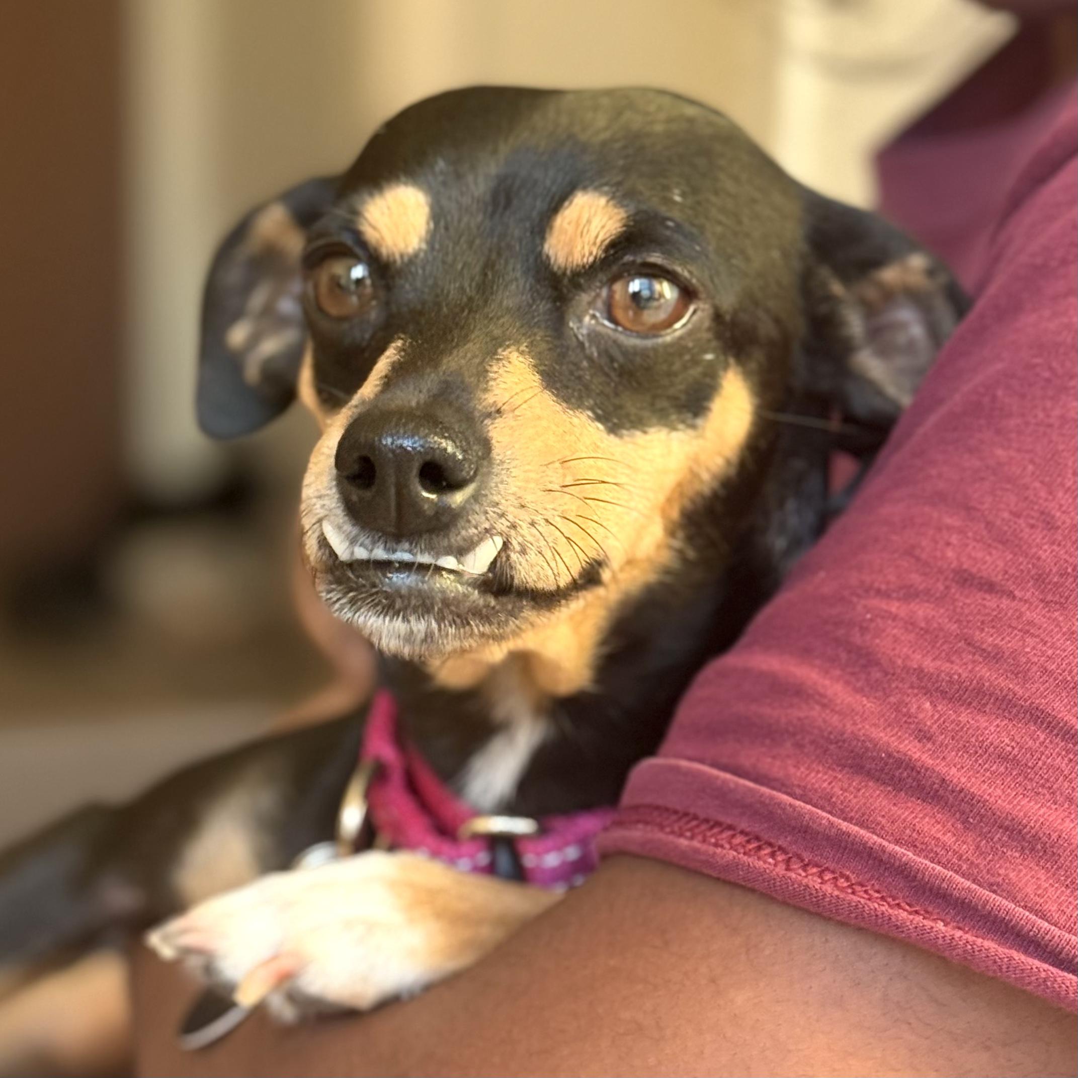 Sadie