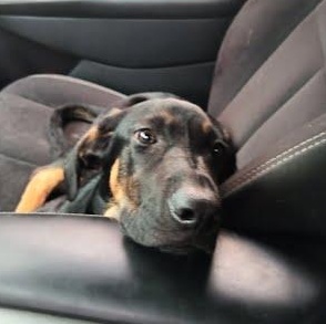 Enlarge Diesel, a Adoptable mixed breed in Yukon, OK image 2/6