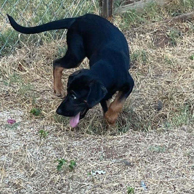 Enlarge Diesel, a Adoptable mixed breed in Yukon, OK image 3/6
