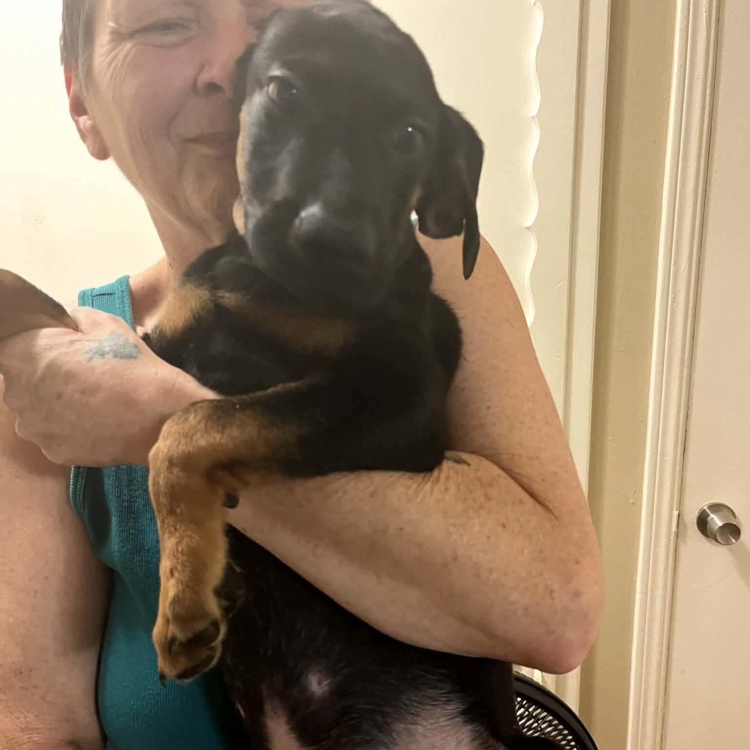 Enlarge Diesel, a Adoptable mixed breed in Yukon, OK image 5/6