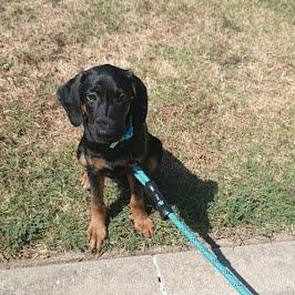 Enlarge Diesel, a Adoptable mixed breed in Yukon, OK image 1/6