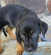 Enlarge Diesel, a Adoptable mixed breed in Yukon, OK image 6/6