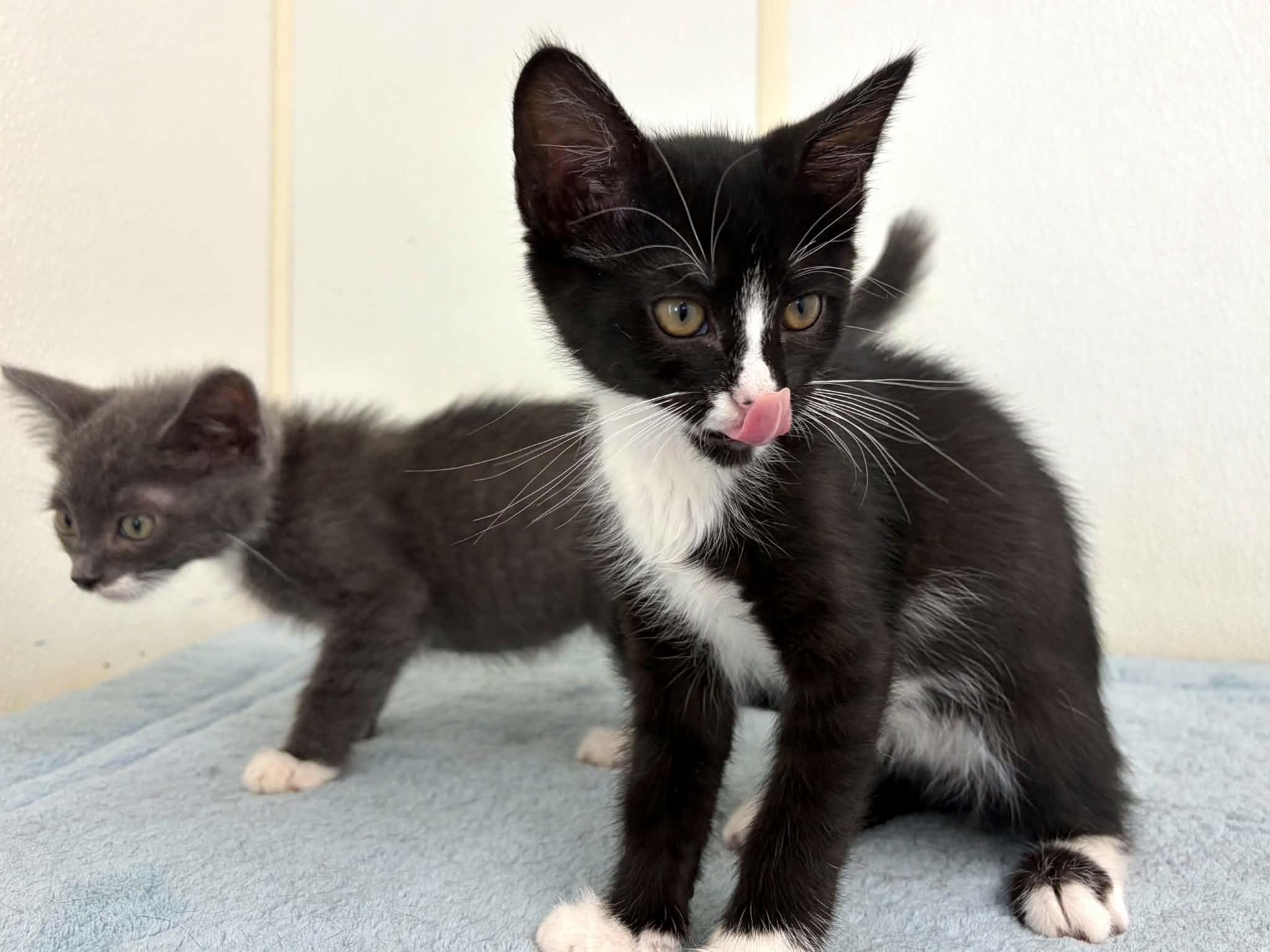 Enlarge Tang, a ADOPTABLE mixed breed in Republic, WA image 3/6
