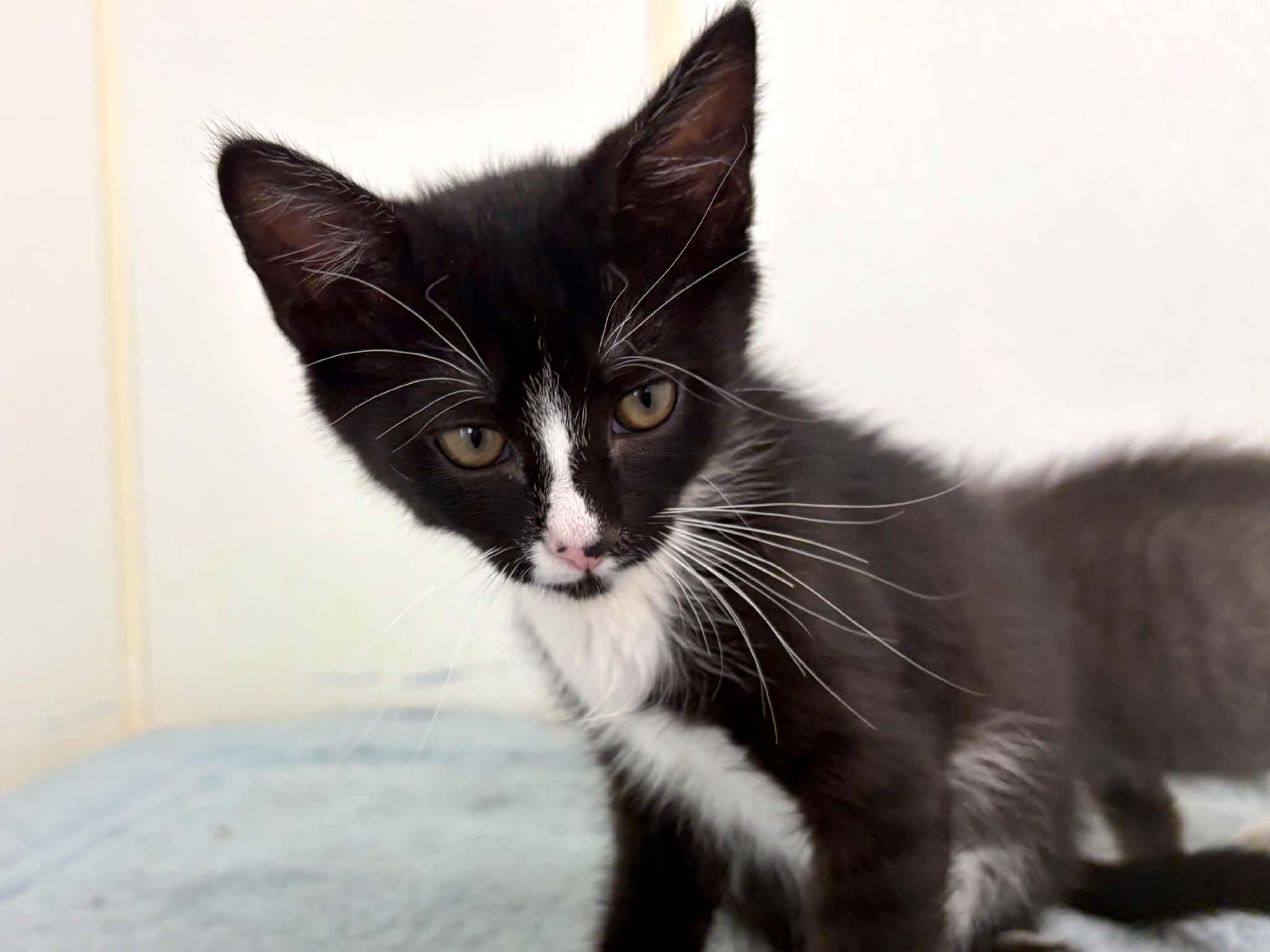 Enlarge Tang, a ADOPTABLE mixed breed in Republic, WA image 5/6