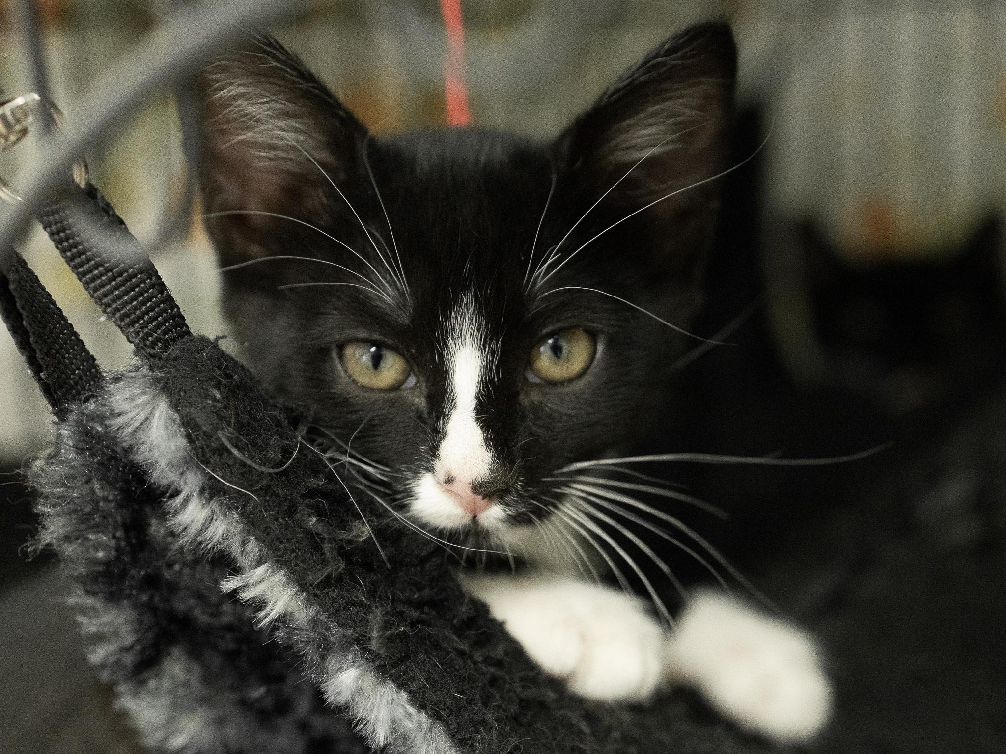 Tang, ADOPTABLE, Kitten Female Tuxedo & Domestic Short Hair.