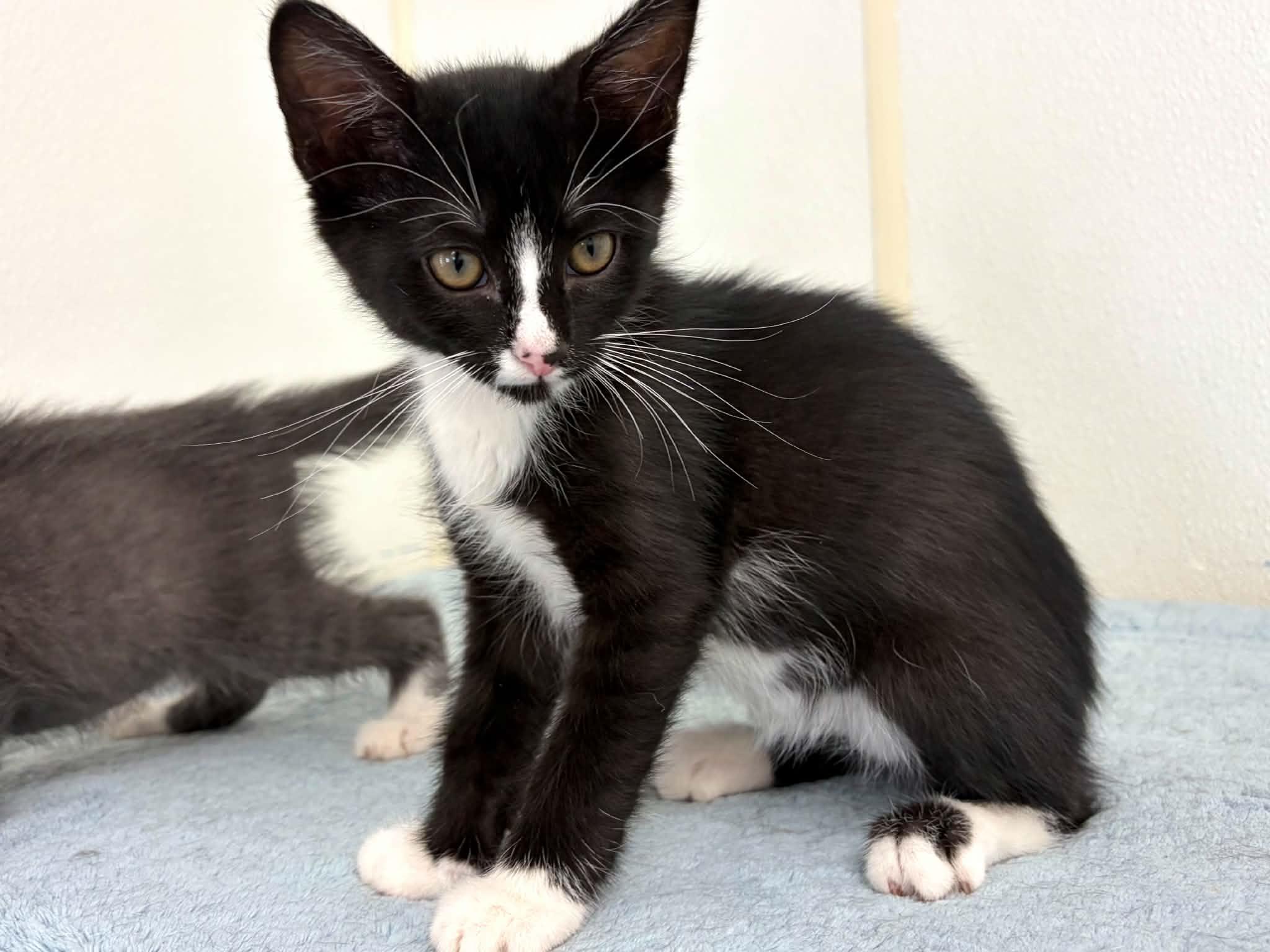 Enlarge Tang, a ADOPTABLE mixed breed in Republic, WA image 2/6