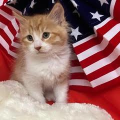 Enlarge Footloose, an adopted Tabby in Green Valley, AZ image 1/4
