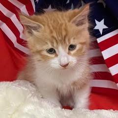 Enlarge Footloose, an adopted Tabby in Green Valley, AZ image 2/4