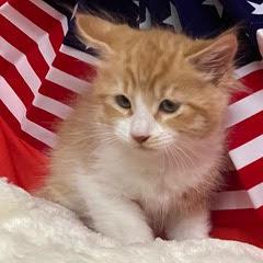 Enlarge Footloose, an adopted Tabby in Green Valley, AZ image 3/4