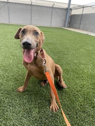 Enlarge Murphy, a Adoptable mixed breed in Fresno, CA image 1/3
