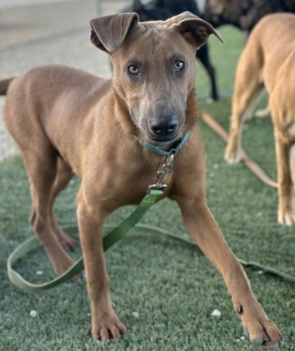 Enlarge Murphy, a Adoptable mixed breed in Fresno, CA image 2/3