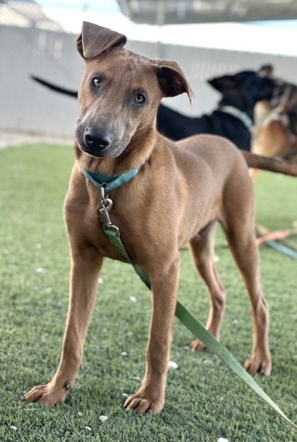 Enlarge Murphy, a Adoptable mixed breed in Fresno, CA image 3/3