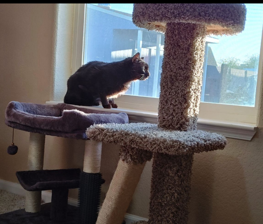 Enlarge Samantha Ann, an adoptable Domestic Short Hair in Gilbert, AZ image 6/6