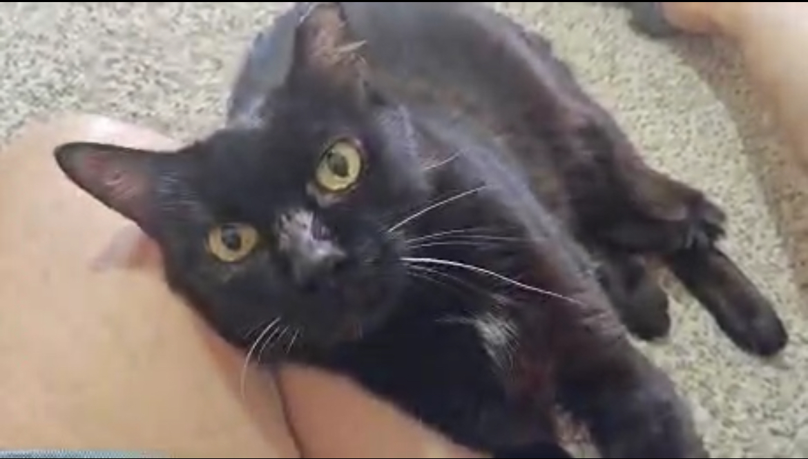 Samantha Ann, adoptable, Adult Female Domestic Short Hair.