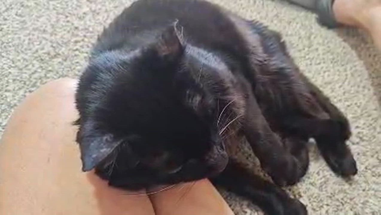 Enlarge Samantha Ann, an adoptable Domestic Short Hair in Gilbert, AZ video 3/6