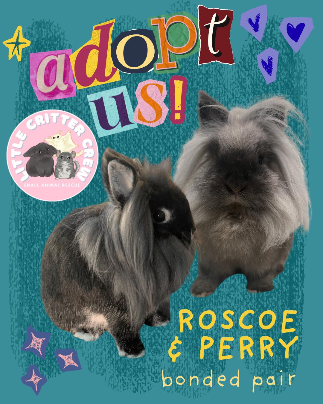 Roscoe & Perry, ADOPTABLE, Adult Male Lionhead.