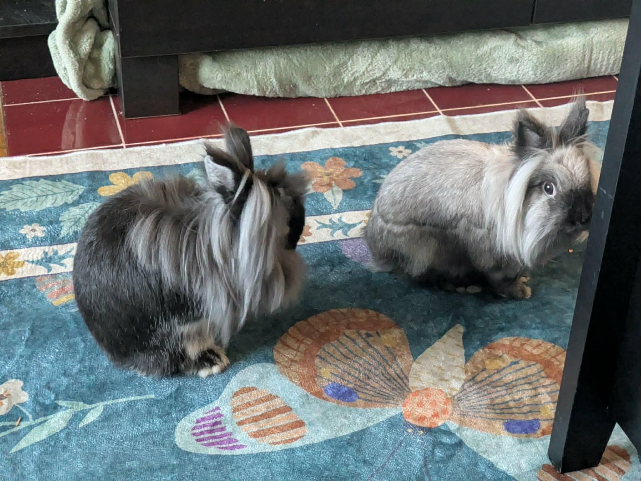 Enlarge Roscoe & Perry, a ADOPTABLE Lionhead in Eugene, OR image 4/6