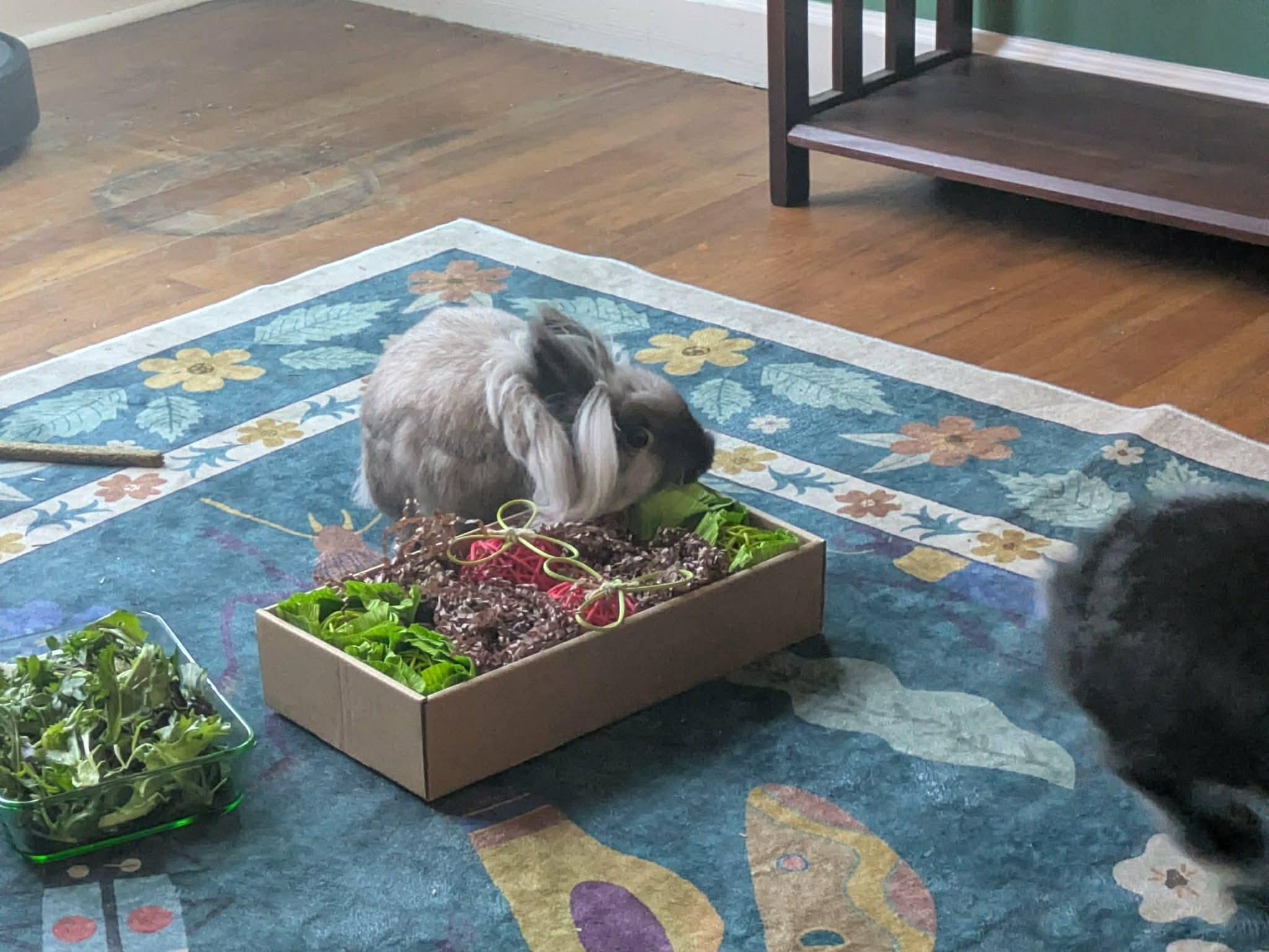 Enlarge Roscoe & Perry, a ADOPTABLE Lionhead in Eugene, OR image 5/6