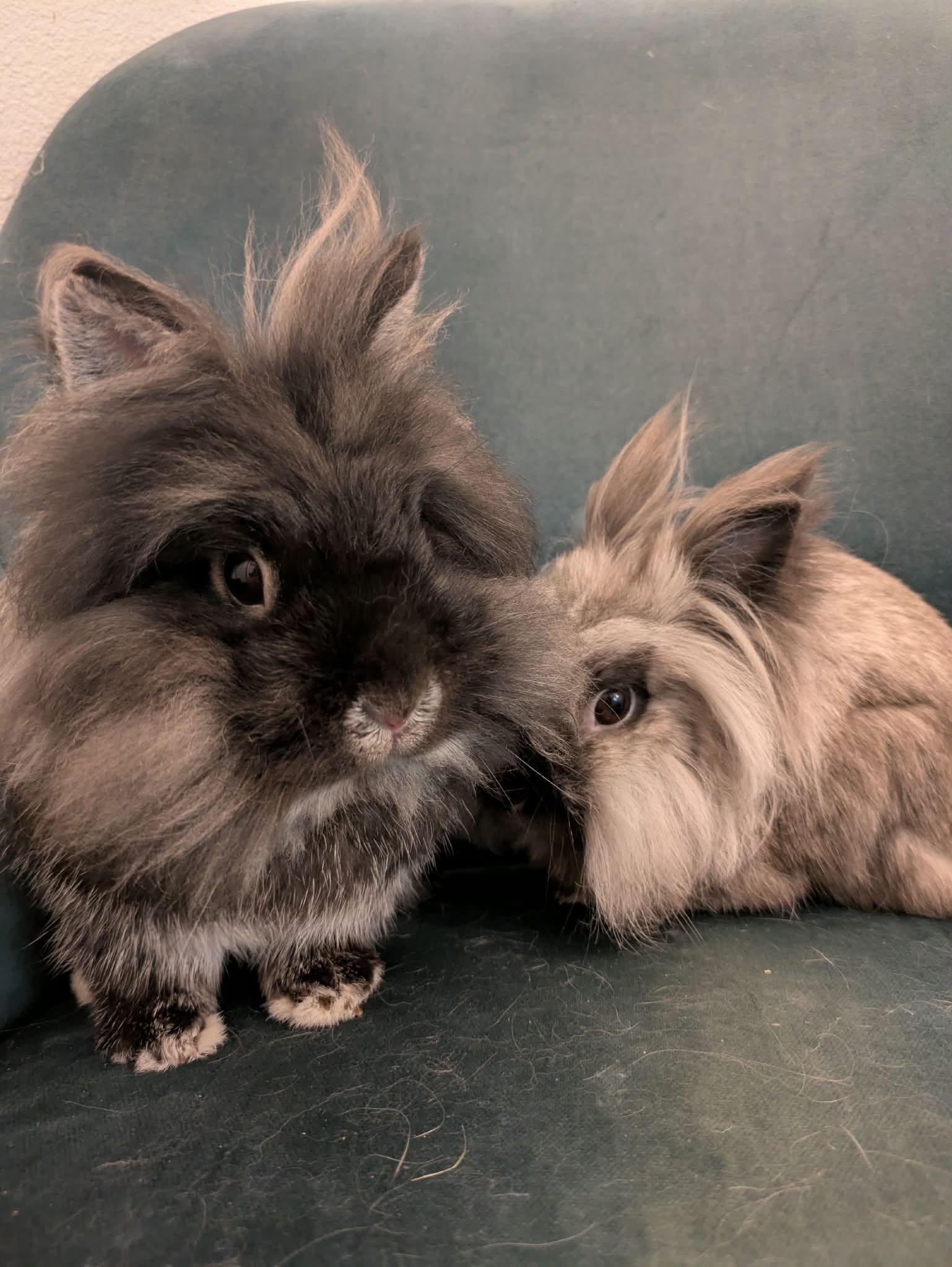 Roscoe & Perry, a ADOPTABLE Lionhead in Eugene, OR image 6/6
