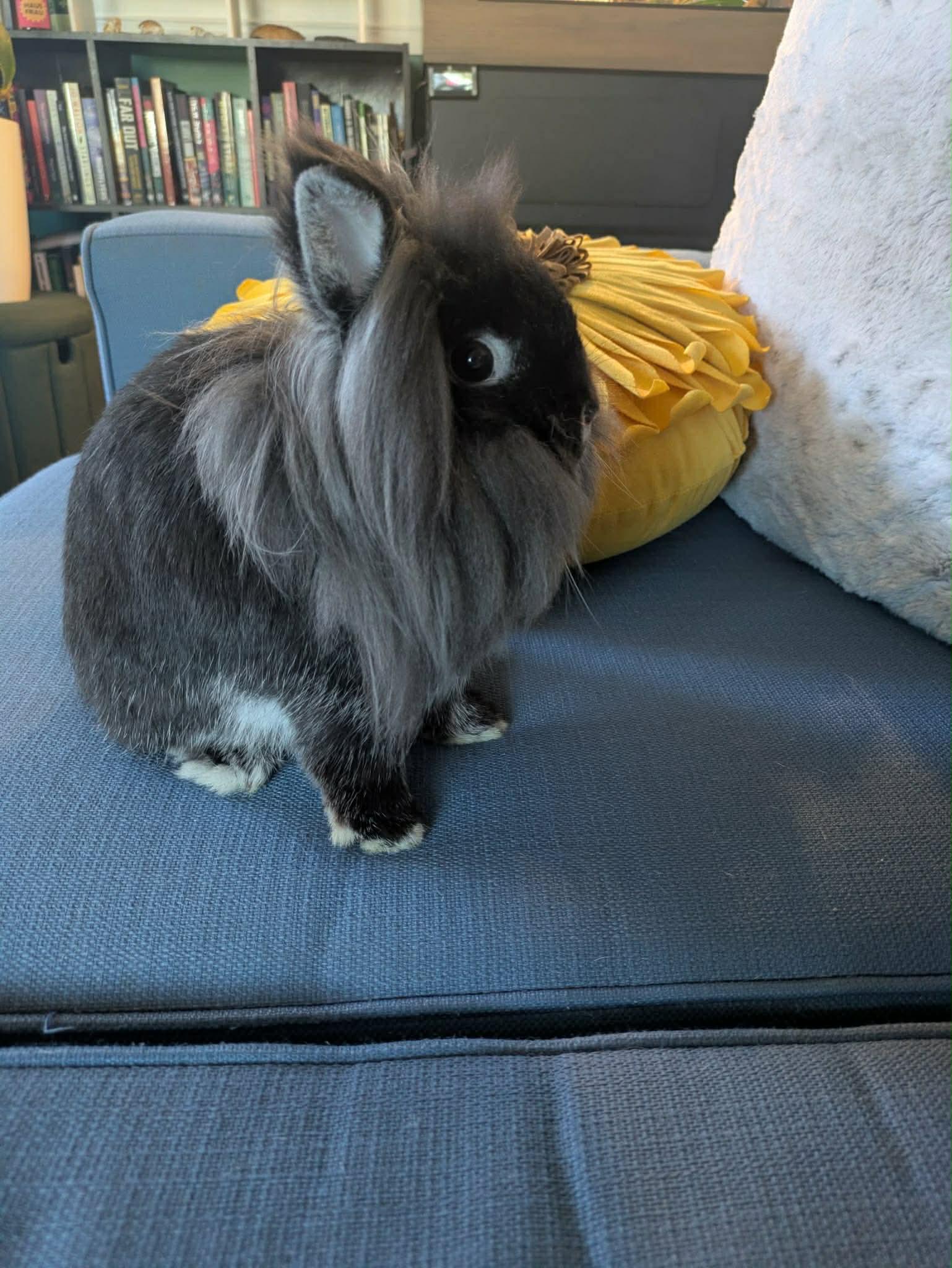 Enlarge Roscoe & Perry, a ADOPTABLE Lionhead in Eugene, OR image 3/6