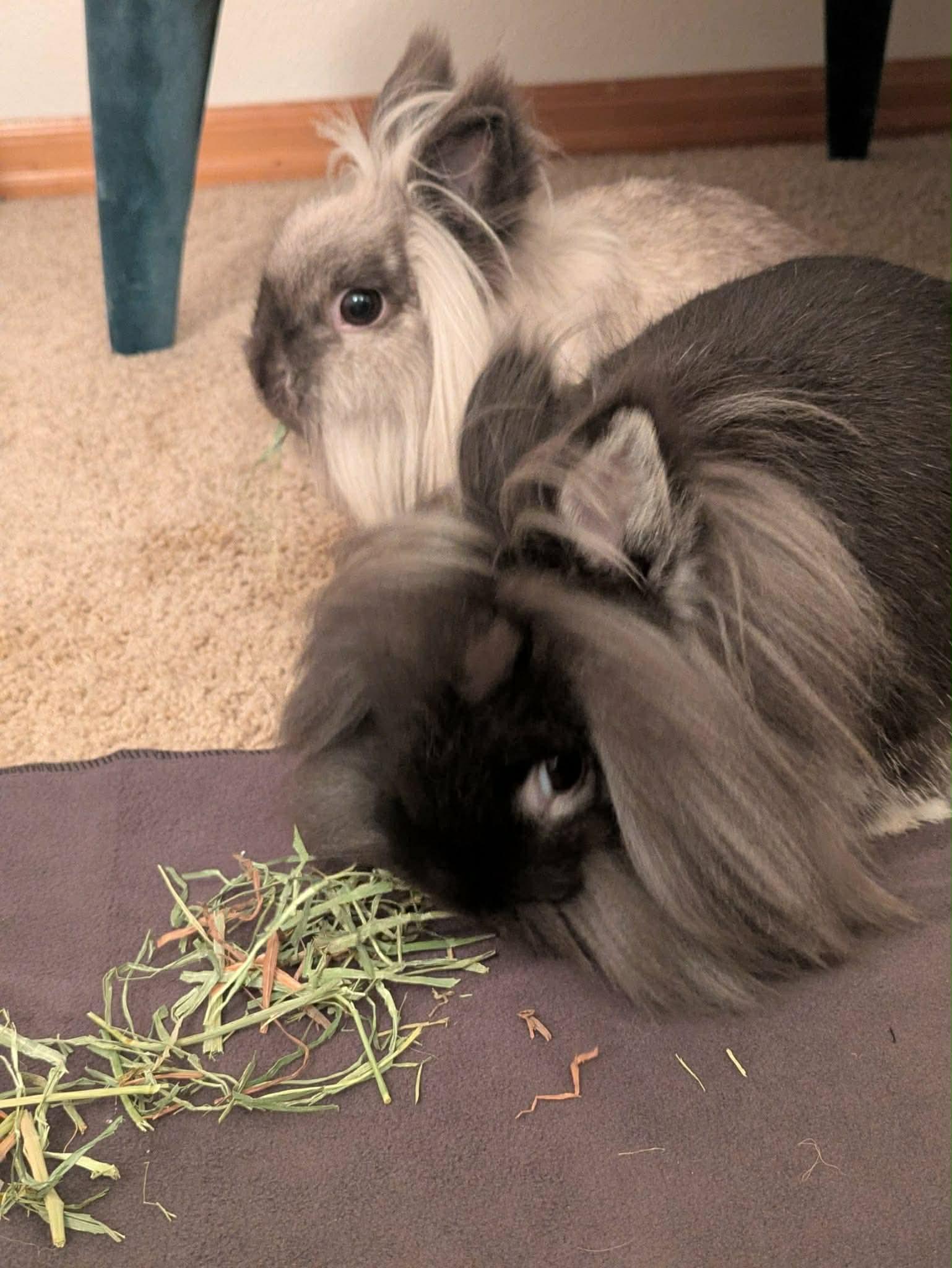 Enlarge Roscoe & Perry, a ADOPTABLE Lionhead in Eugene, OR image 6/6