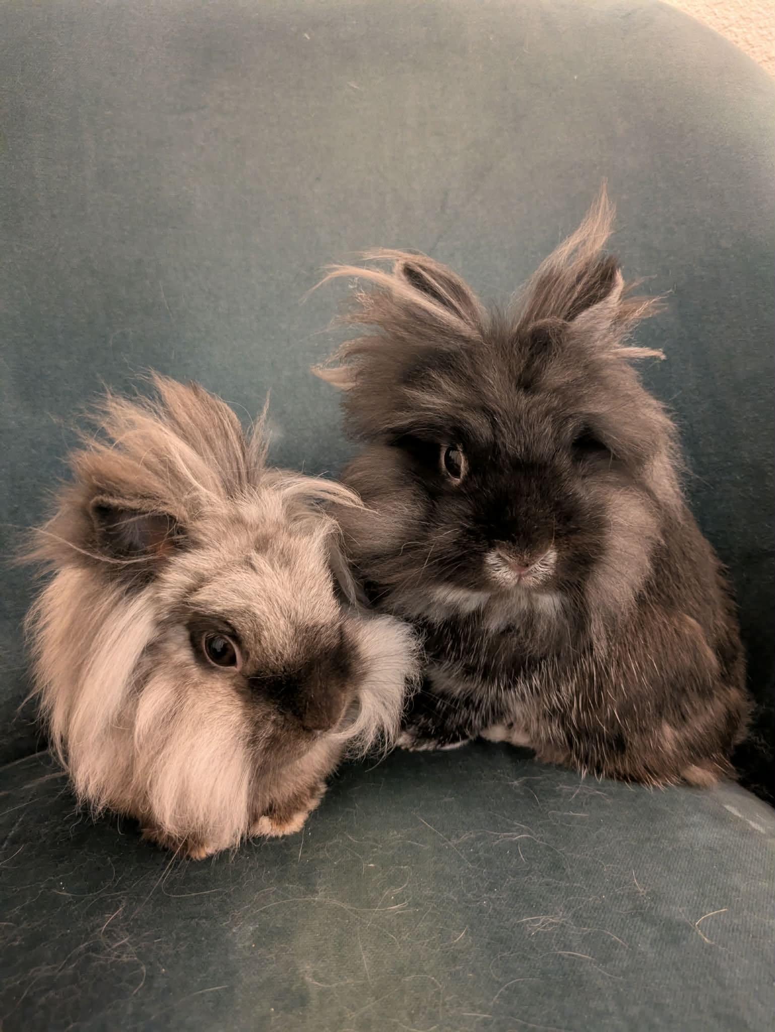 Roscoe & Perry, ADOPTABLE, Adult Male Lionhead.